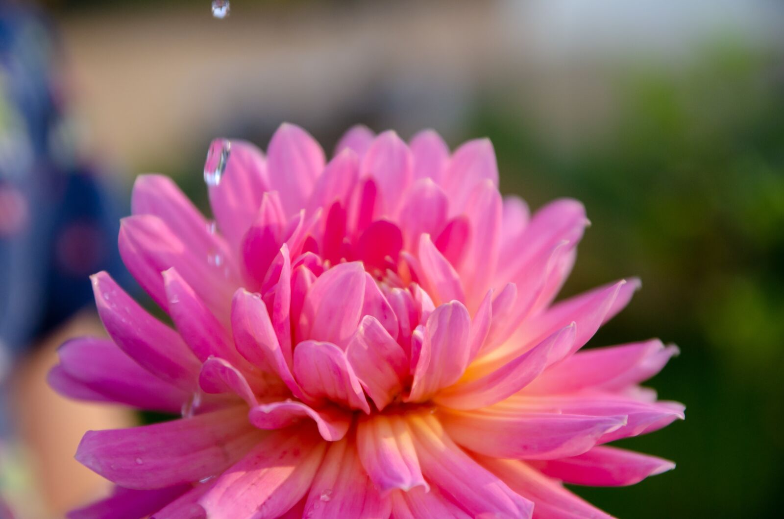 Nikon D7000 sample photo. Dahlia, pink, flower photography