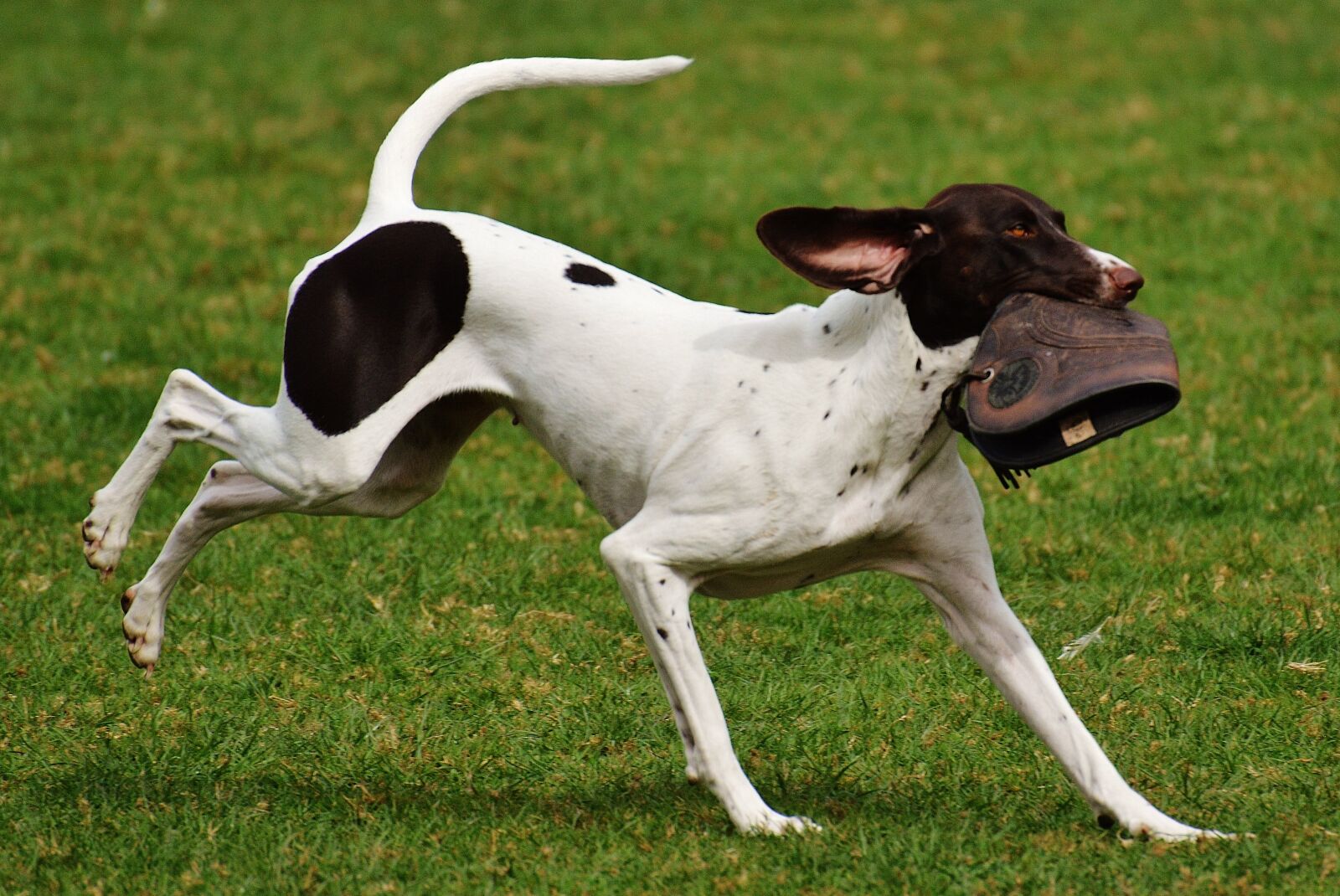 Nikon D3200 sample photo. Dog, wildpark poing, play photography