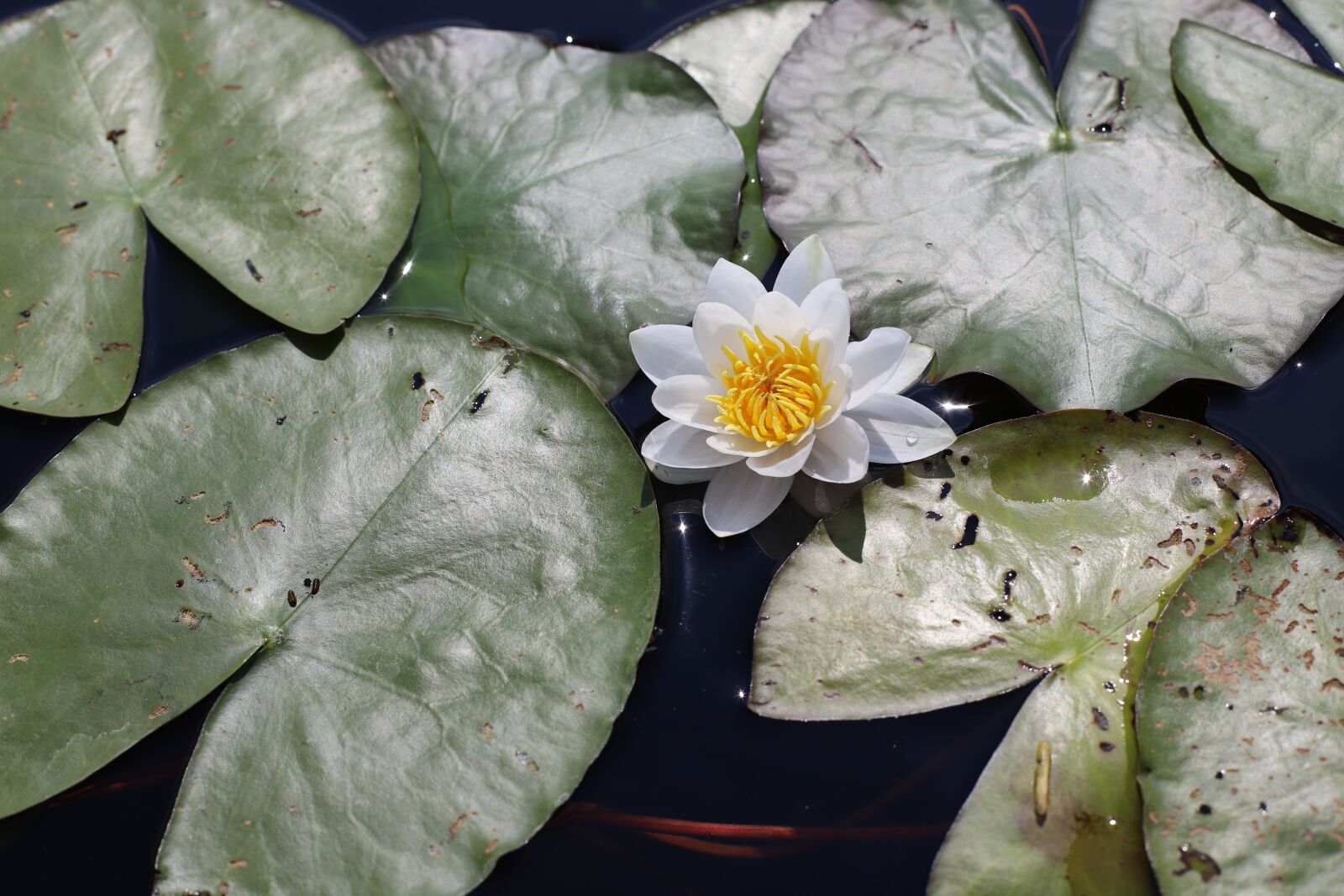 Canon EOS 6D Mark II + Canon EF 50mm F1.4 USM sample photo. Water lily, lily, flower photography