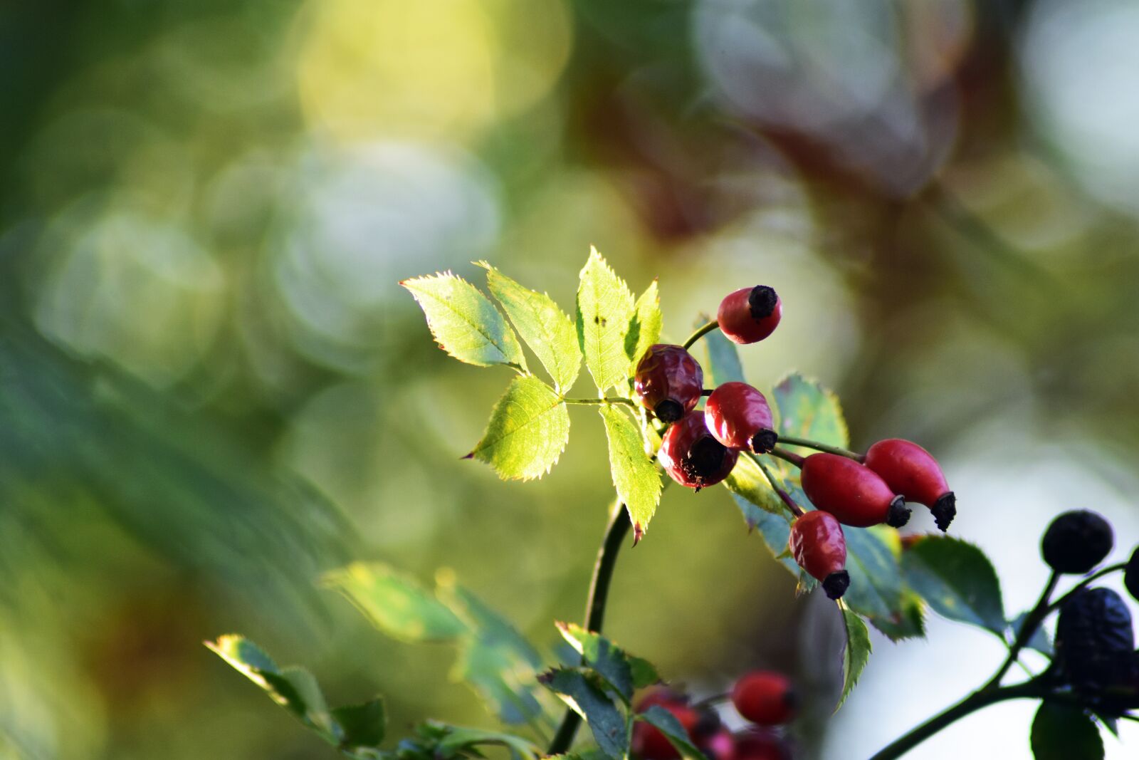 Nikon D3400 sample photo. Rosehips, fruits, leaves photography