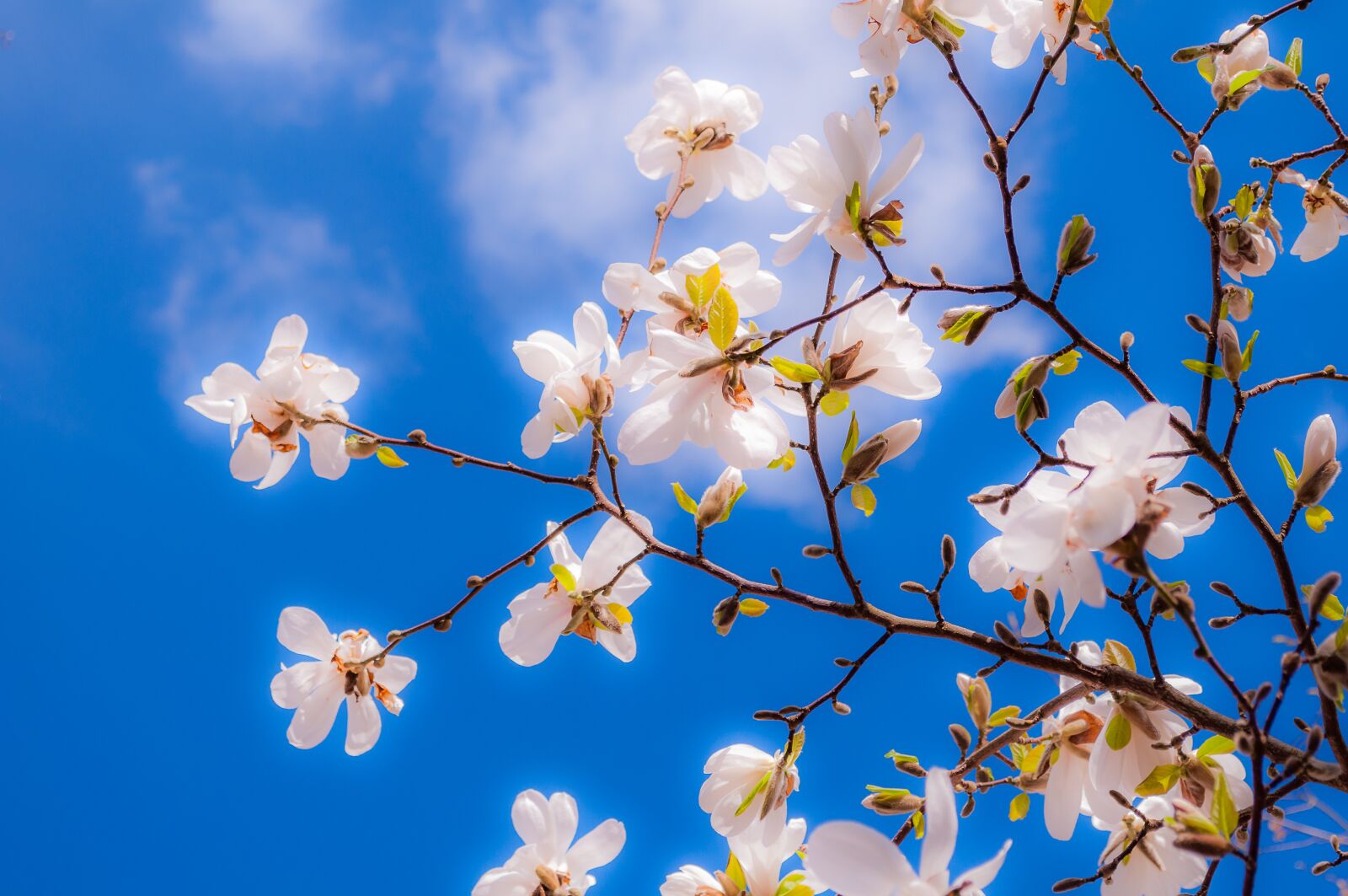 Nikon D90 sample photo. Magnolia, flowers, spring photography