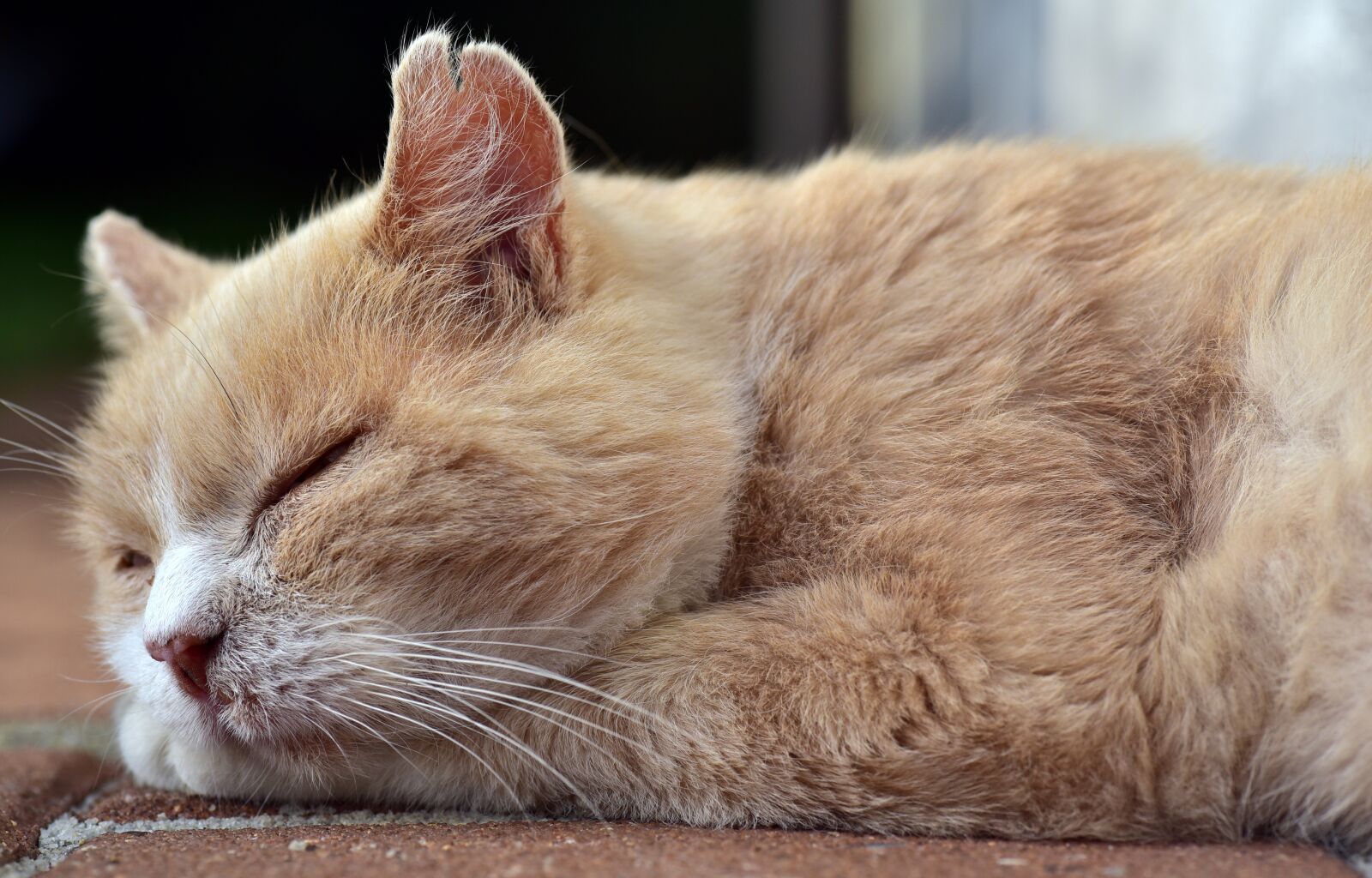Nikon D750 sample photo. Cat, sleep, rest photography