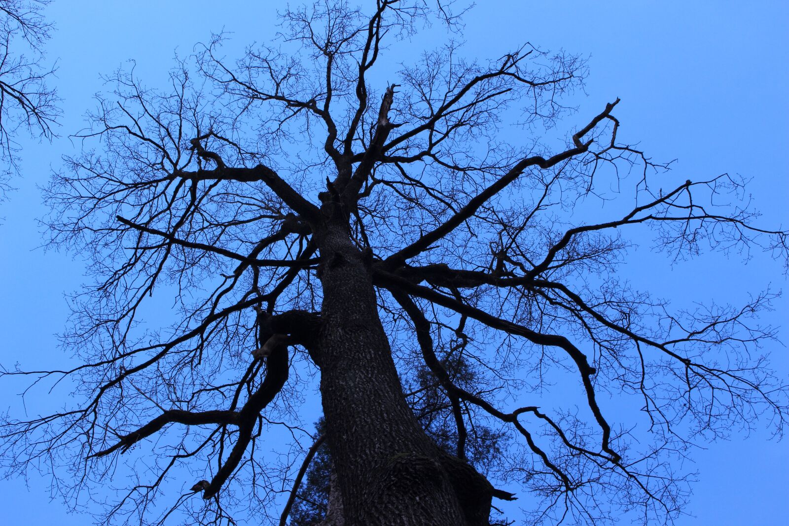 Canon EOS 700D (EOS Rebel T5i / EOS Kiss X7i) sample photo. Tree, contrast, landscape photography