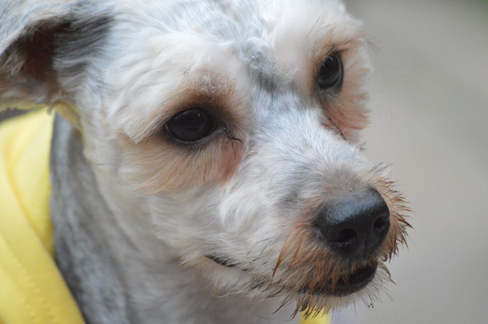 Nikon D3200 sample photo. Dog, cut, pet photography