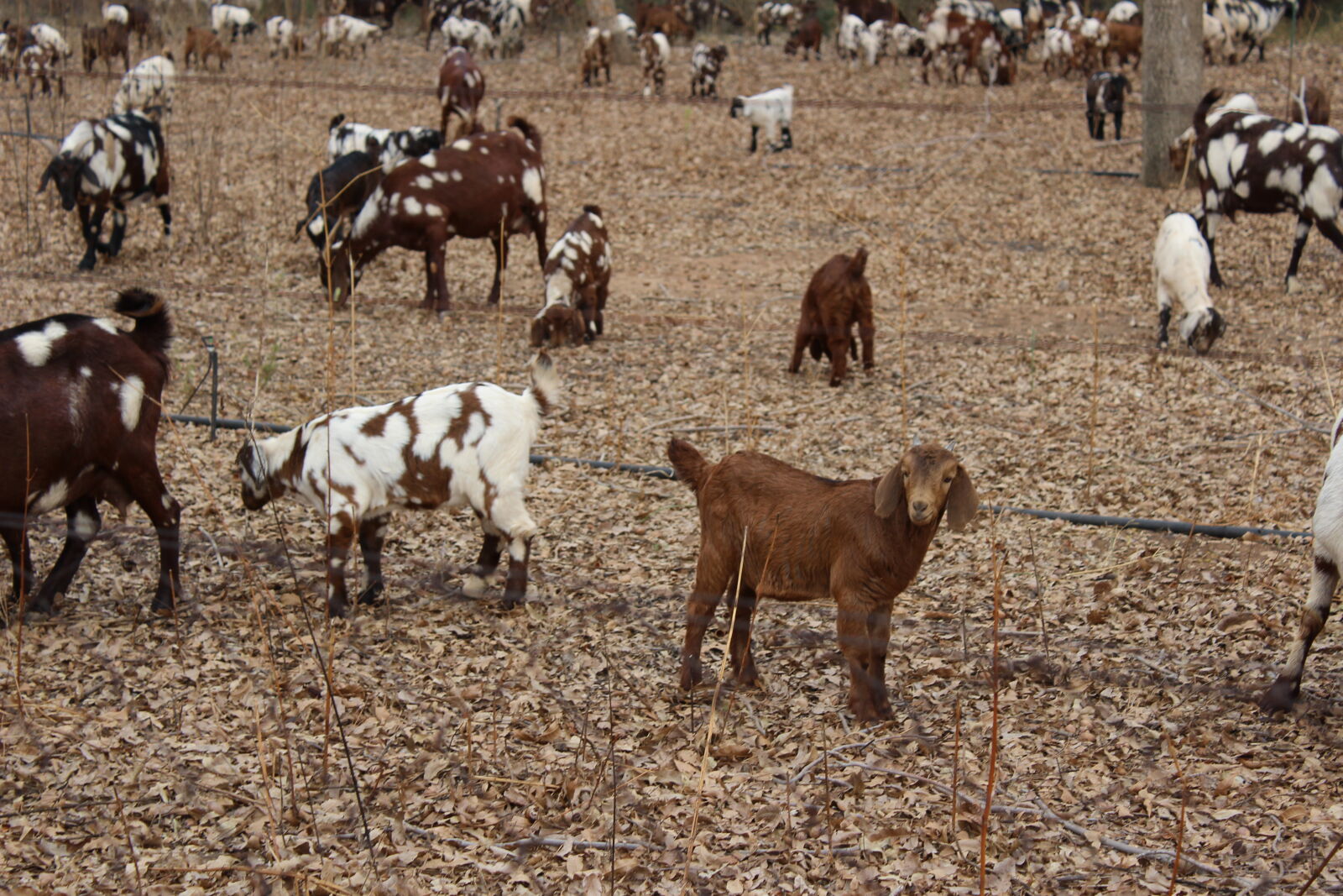 Canon EOS 1200D (EOS Rebel T5 / EOS Kiss X70 / EOS Hi) sample photo. Goats photography