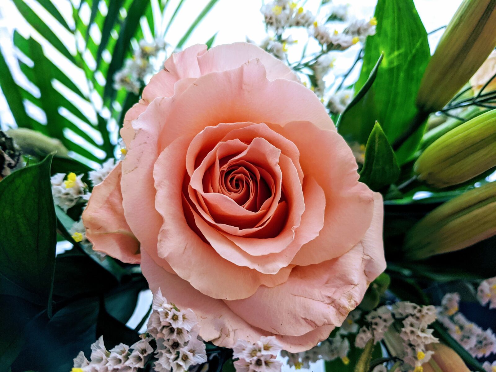 Google Pixel sample photo. Dusty rose, rose, flowers photography