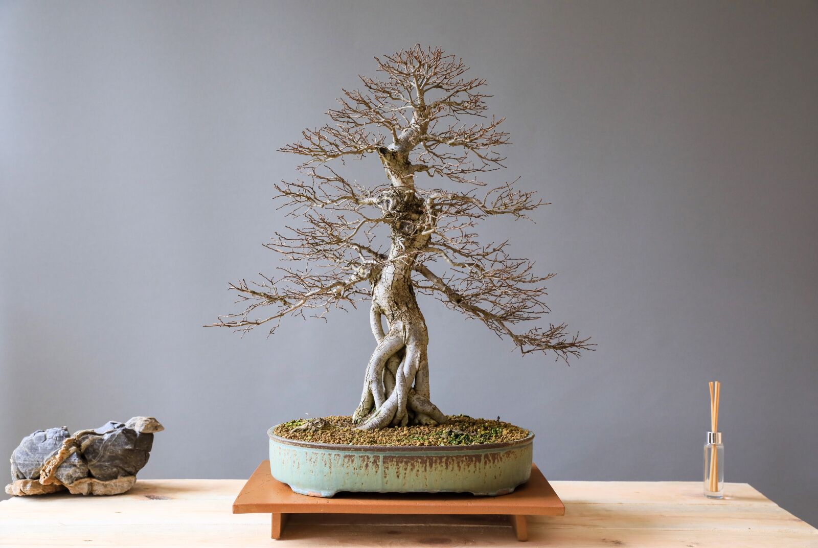 Canon EOS 5D Mark IV sample photo. Bonsai, elm bonsai, elm photography