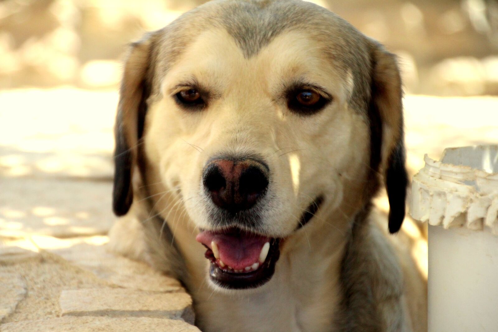 Canon EOS 700D (EOS Rebel T5i / EOS Kiss X7i) sample photo. Dog, canine, pet photography