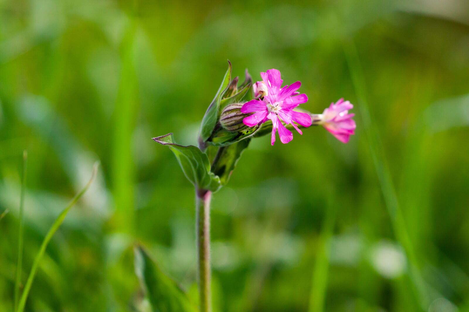Canon EOS 5D Mark II + Canon EF 100-400mm F4.5-5.6L IS II USM sample photo. Pink plant, flower, pink photography