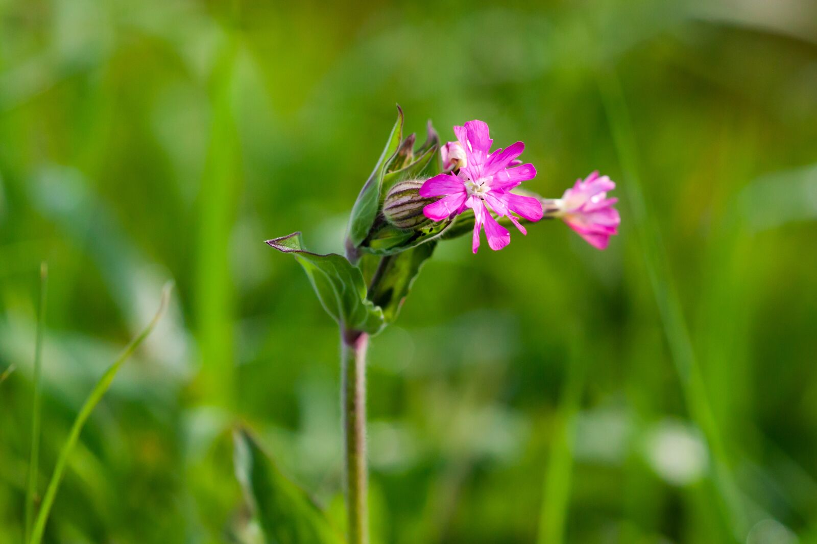 Canon EOS 5D Mark II sample photo. Pink plant, flower, pink photography
