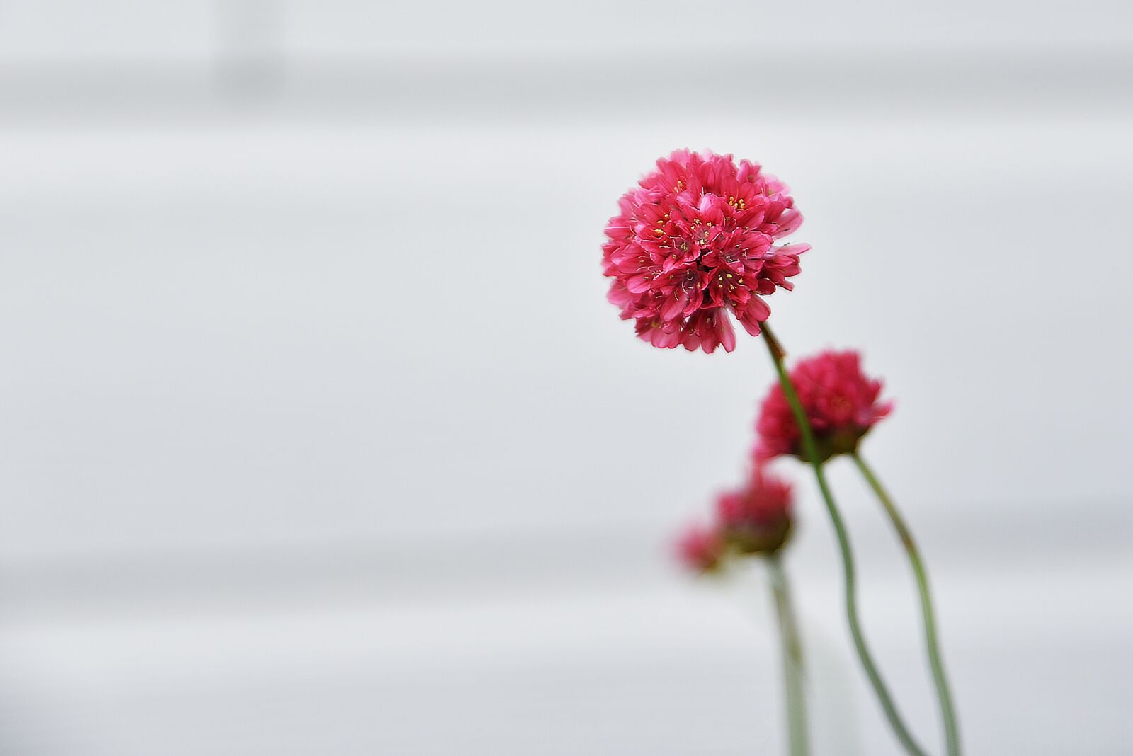 Nikon D750 sample photo. Flower, flora, nature photography