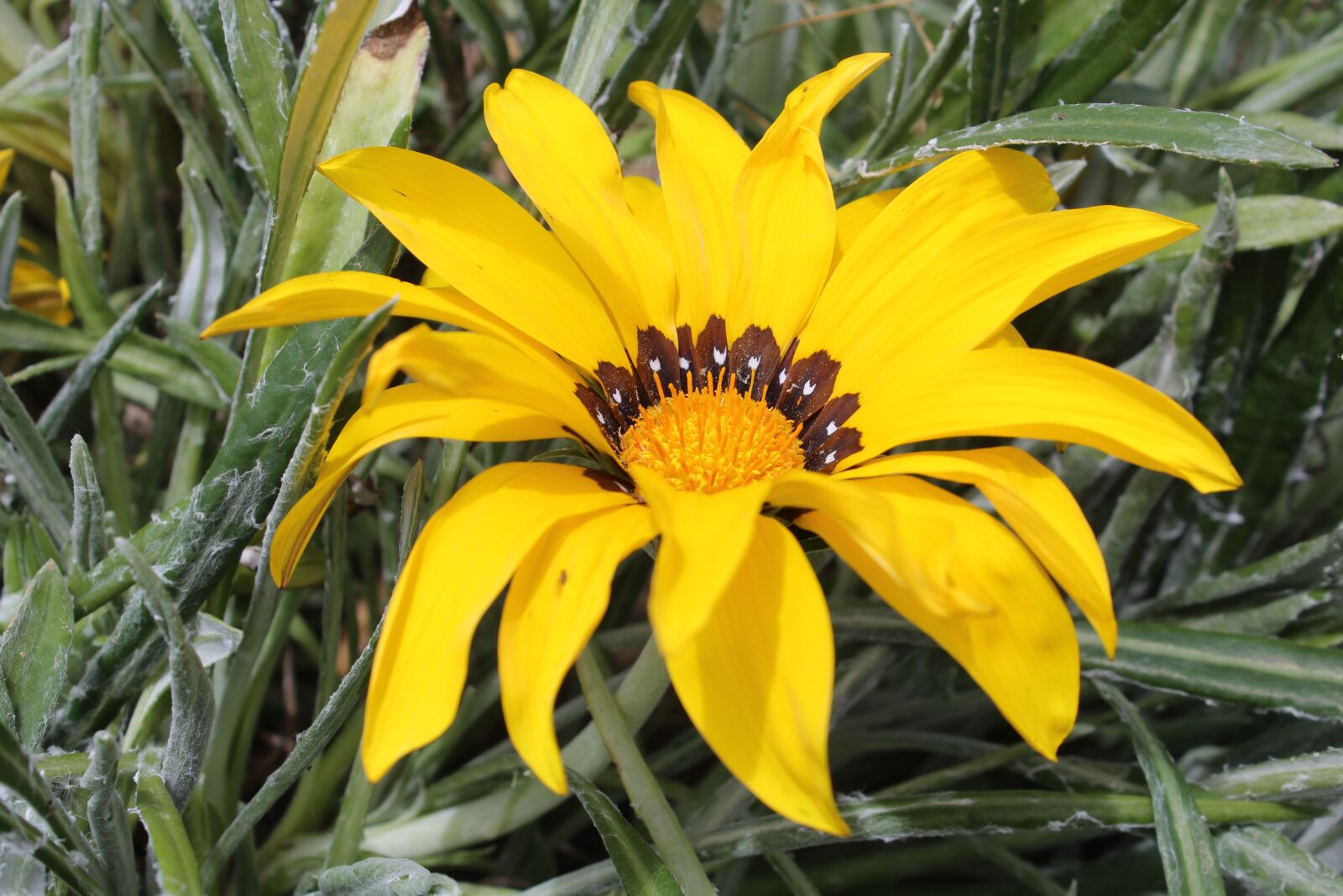 Canon EOS 1200D (EOS Rebel T5 / EOS Kiss X70 / EOS Hi) sample photo. Yellow, flower, nature photography