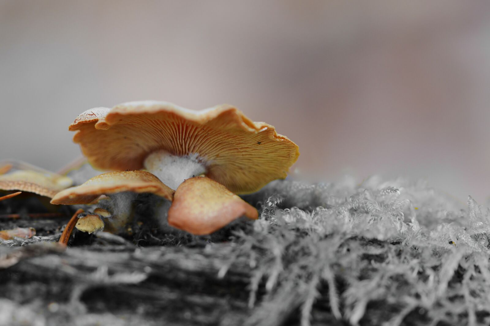 Nikon D5200 sample photo. Nature, forest, mushroom photography