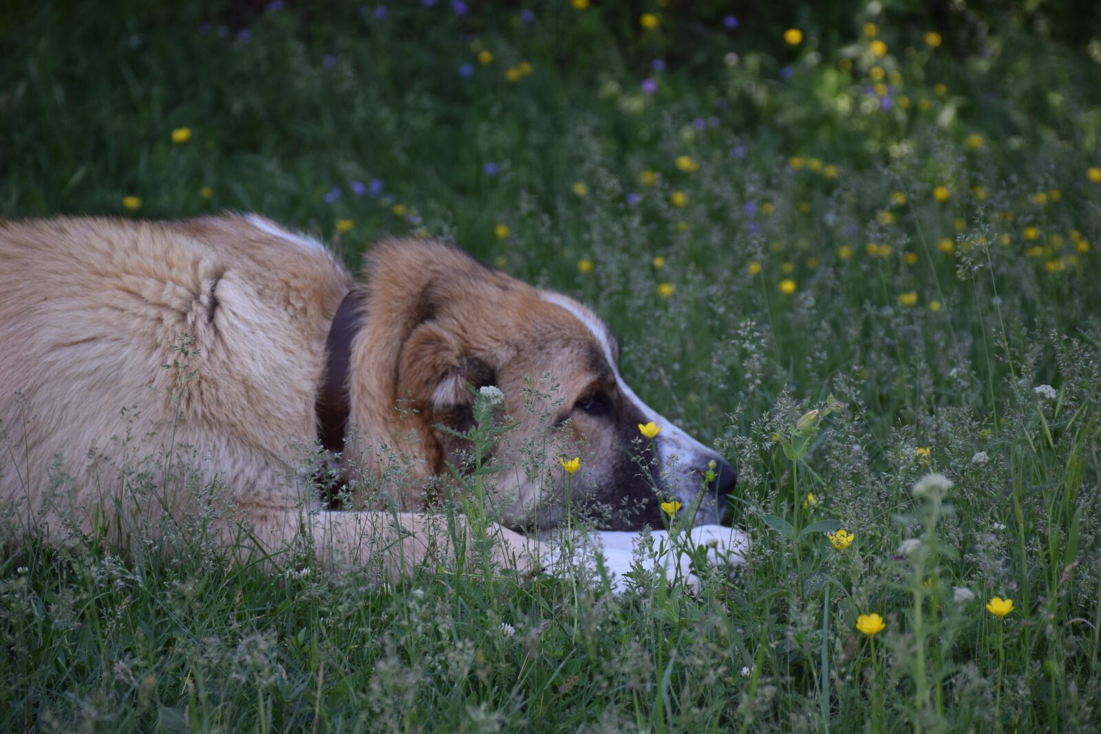 Nikon D5300 sample photo. Dog, meadow, grass photography
