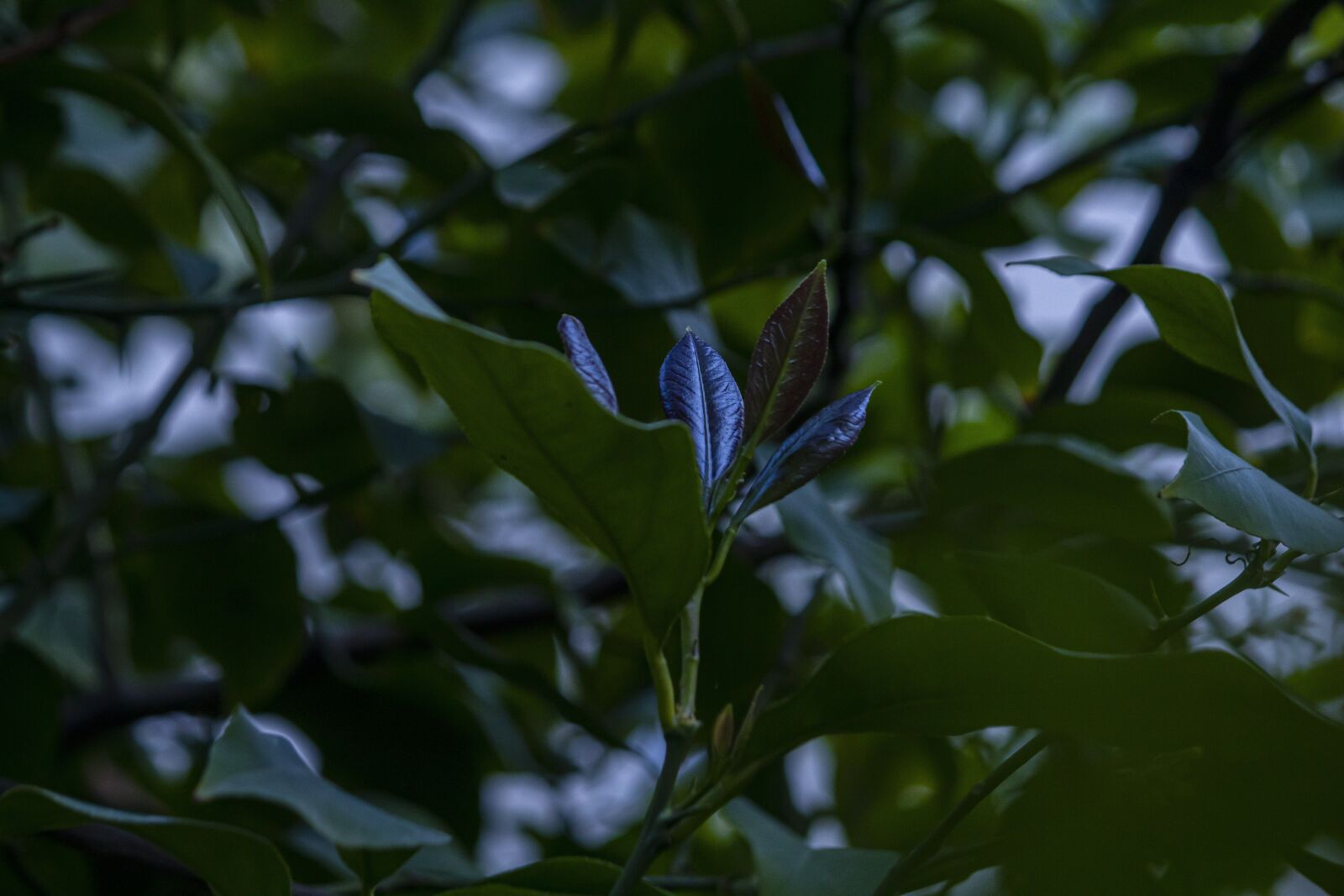Canon EF-S 55-250mm F4-5.6 IS sample photo. Forest, nature, happy photography