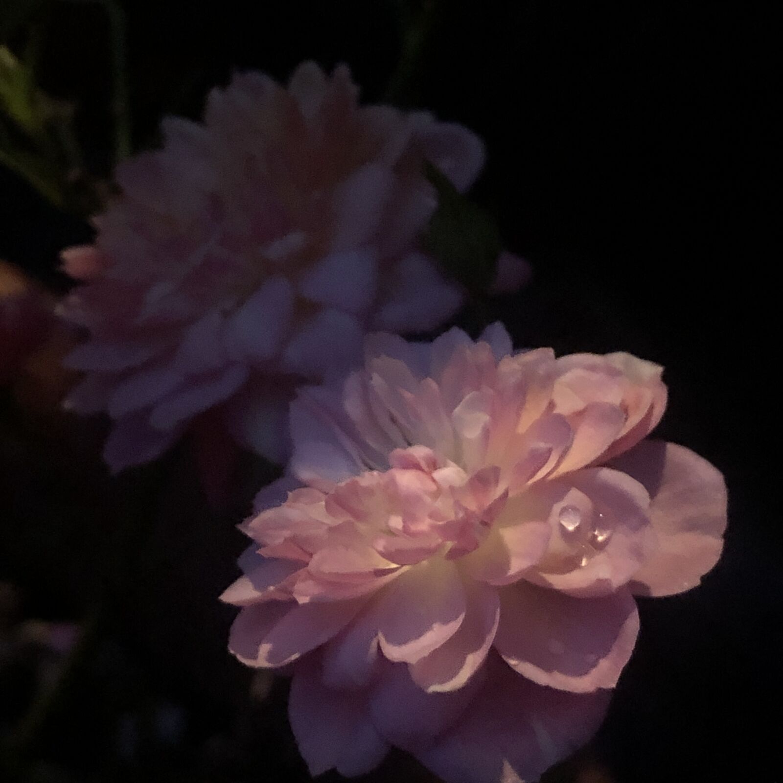 iPhone 8 Plus back dual camera 3.99mm f/1.8 sample photo. Flowers, dew, in full photography