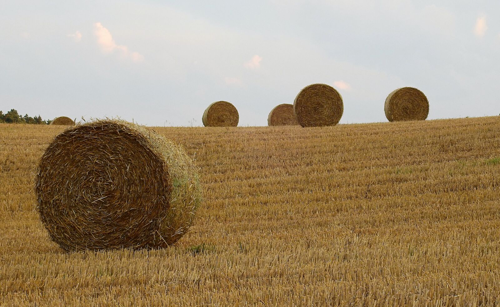 Nikon Coolpix P900 sample photo. Agriculture, harvest, field photography