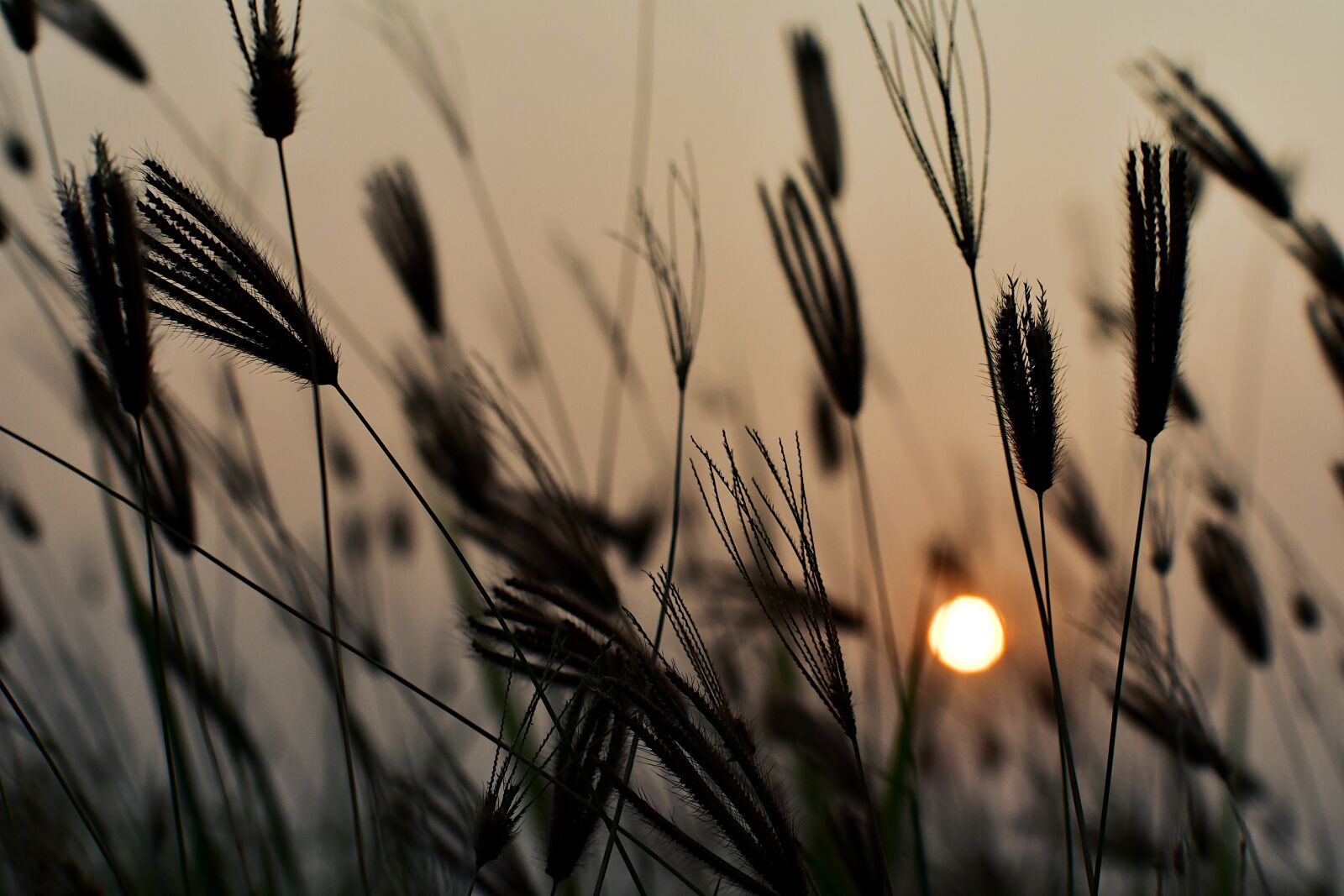 Nikon D500 sample photo. Evening, grass, seeds photography