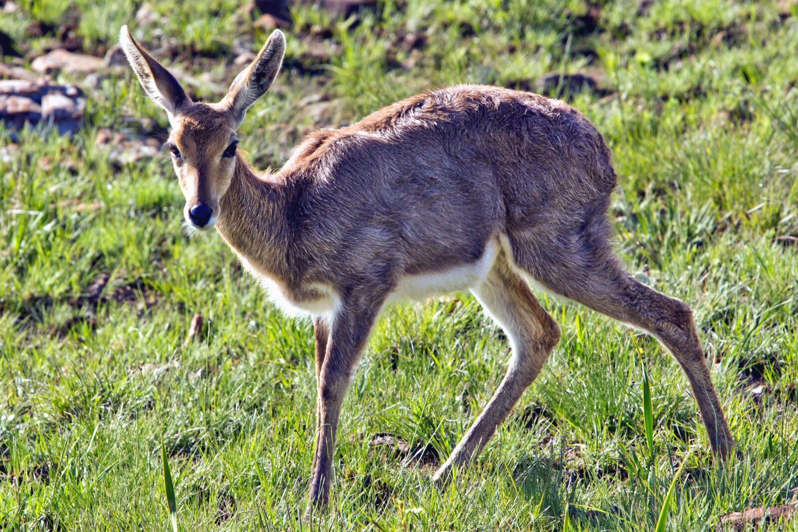 Canon EOS 550D (EOS Rebel T2i / EOS Kiss X4) sample photo. Deer, animal, wild, grass photography