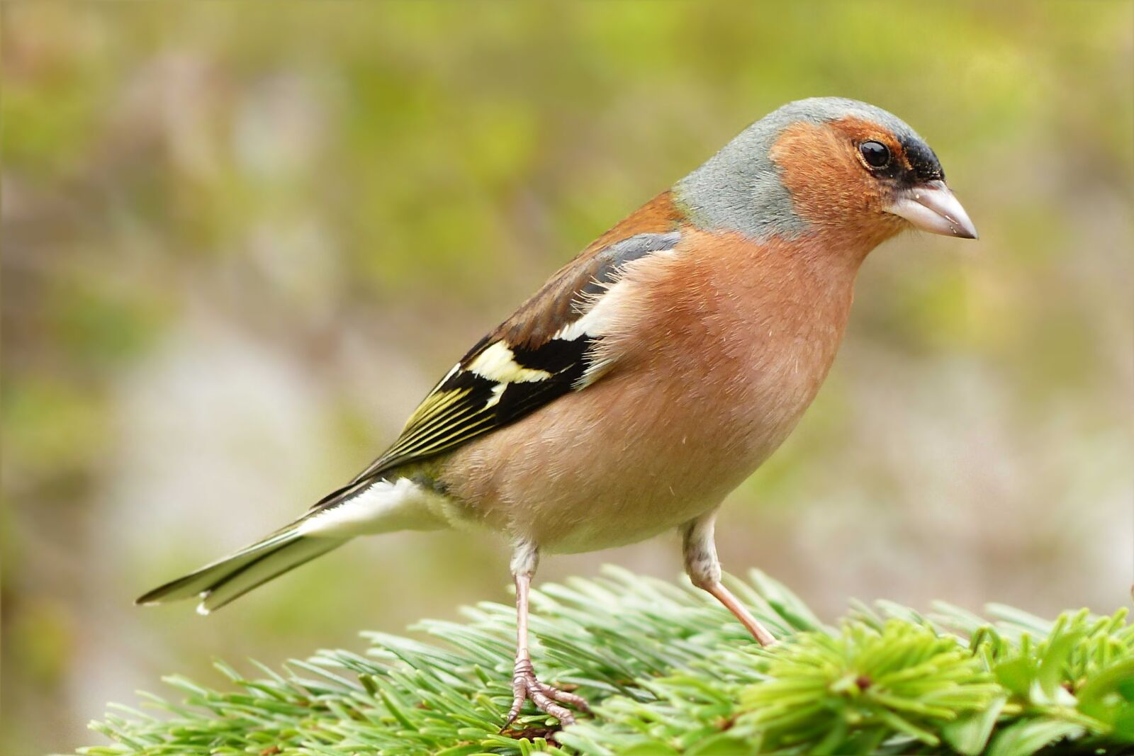 Panasonic Lumix DMC-FZ200 sample photo. Animal, bird, chaffinch photography