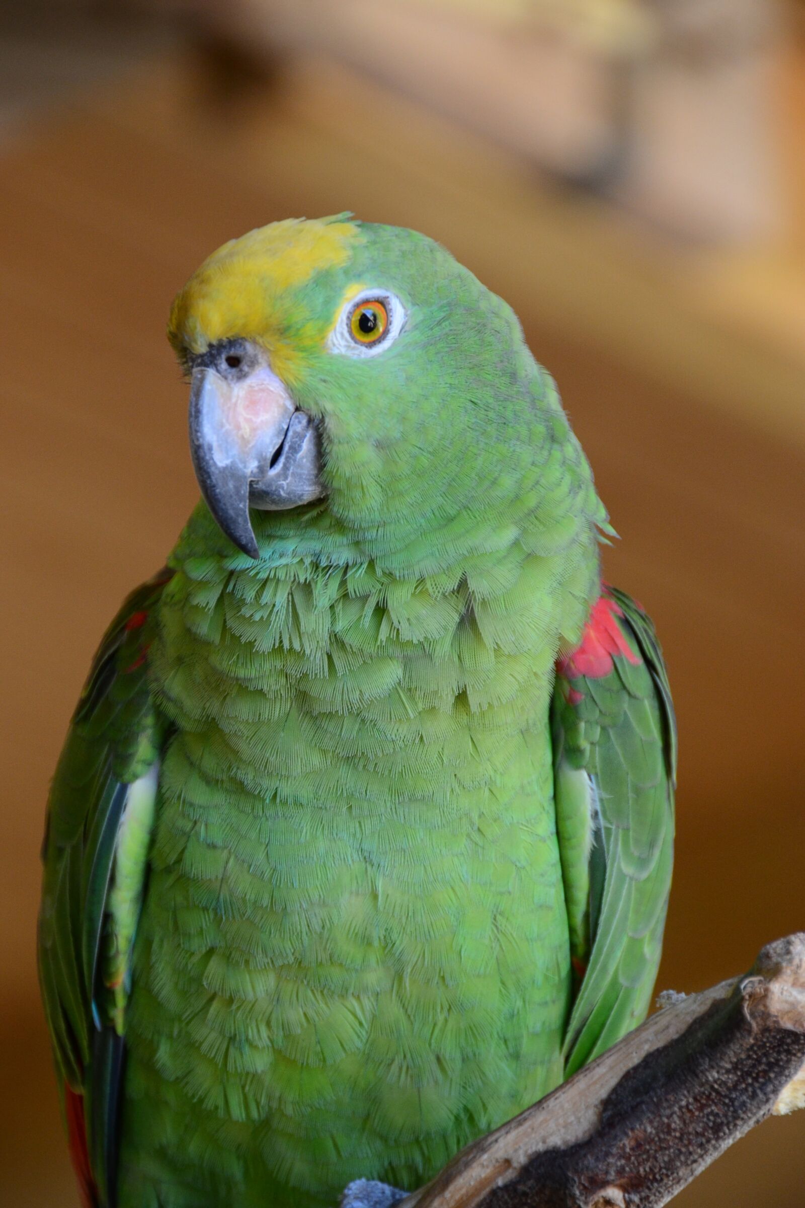 Nikon D3100 sample photo. Parrot, bird, animal photography