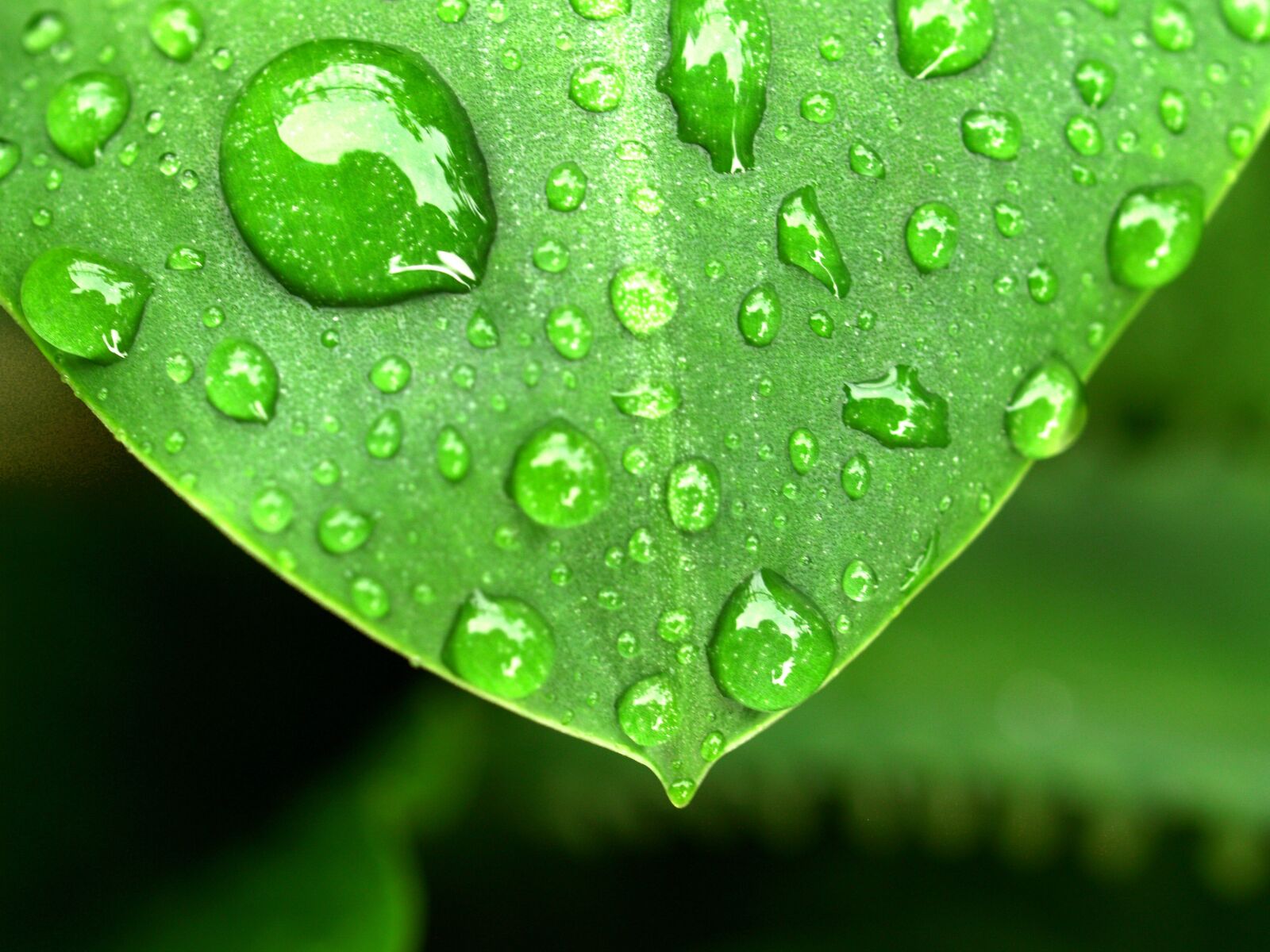 Olympus E-300 (EVOLT E-300) sample photo. Water, drops, leaf photography