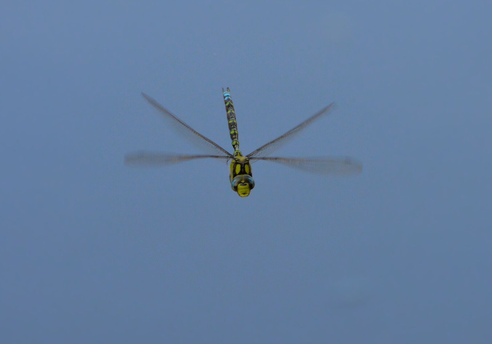 Nikon D3200 sample photo. Dragonfly, summer, nature photography