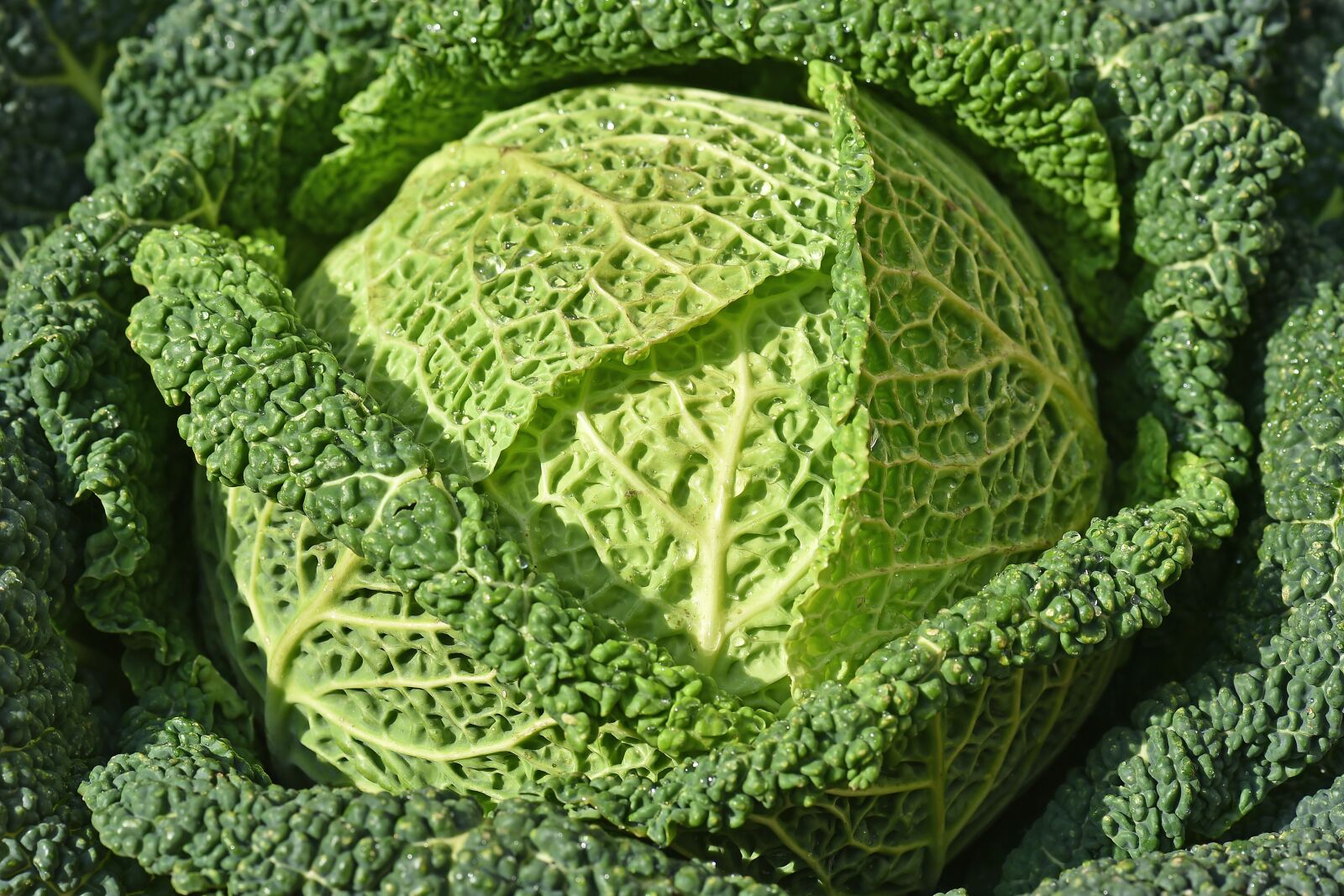 Nikon D4S sample photo. Cabbage, green, vegetables photography