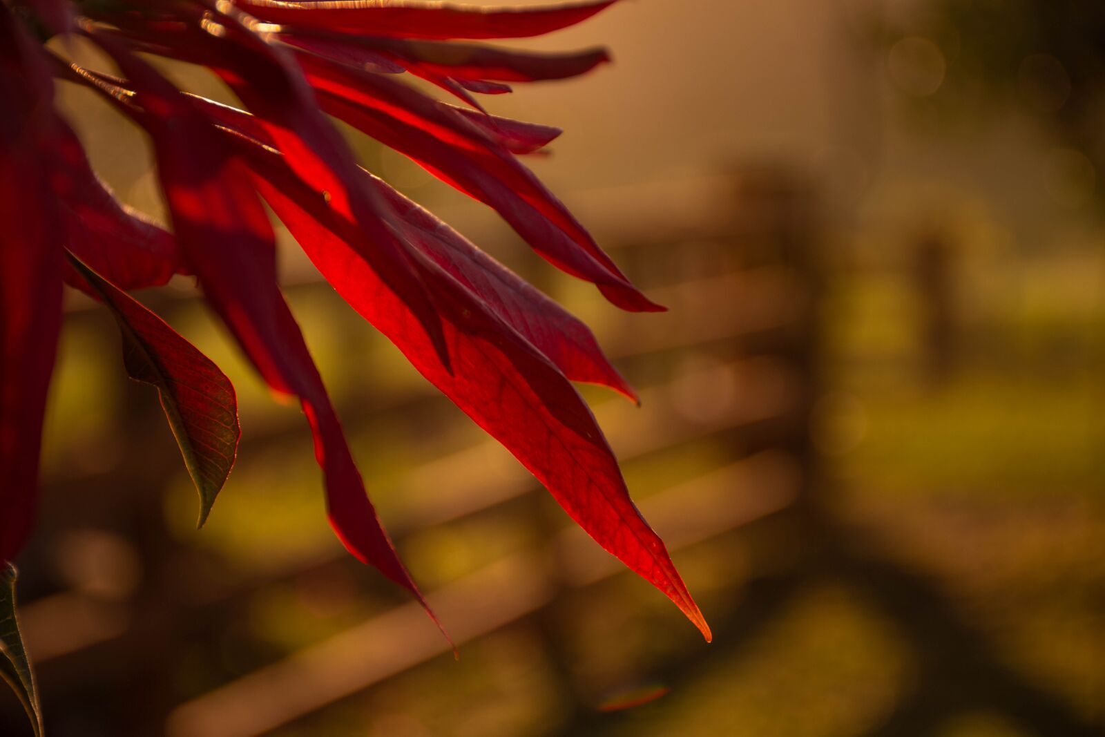 Nikon D7200 sample photo. Flower, petals, plant photography