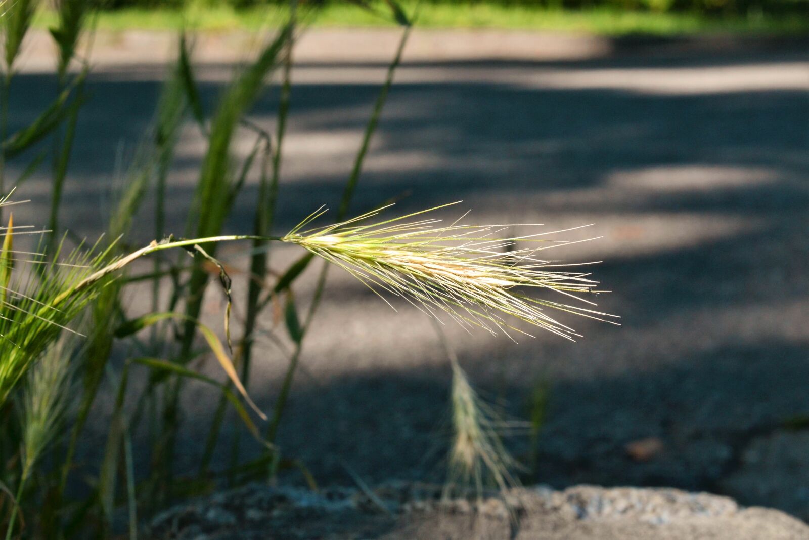 Nikon D3100 sample photo. Ear, away, roadside photography