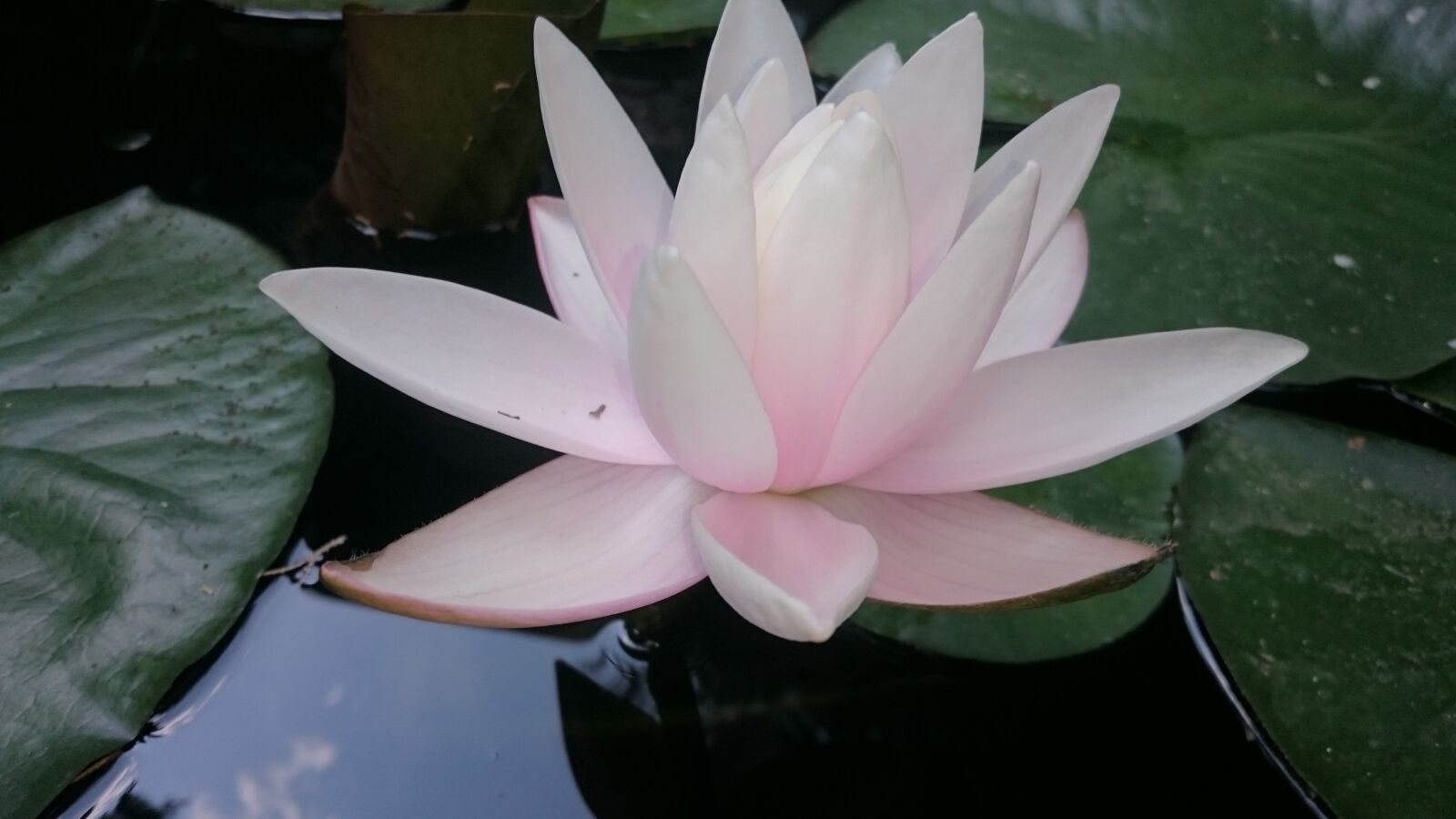 Sony Xperia Z3 sample photo. Water lily, nature, flowers photography