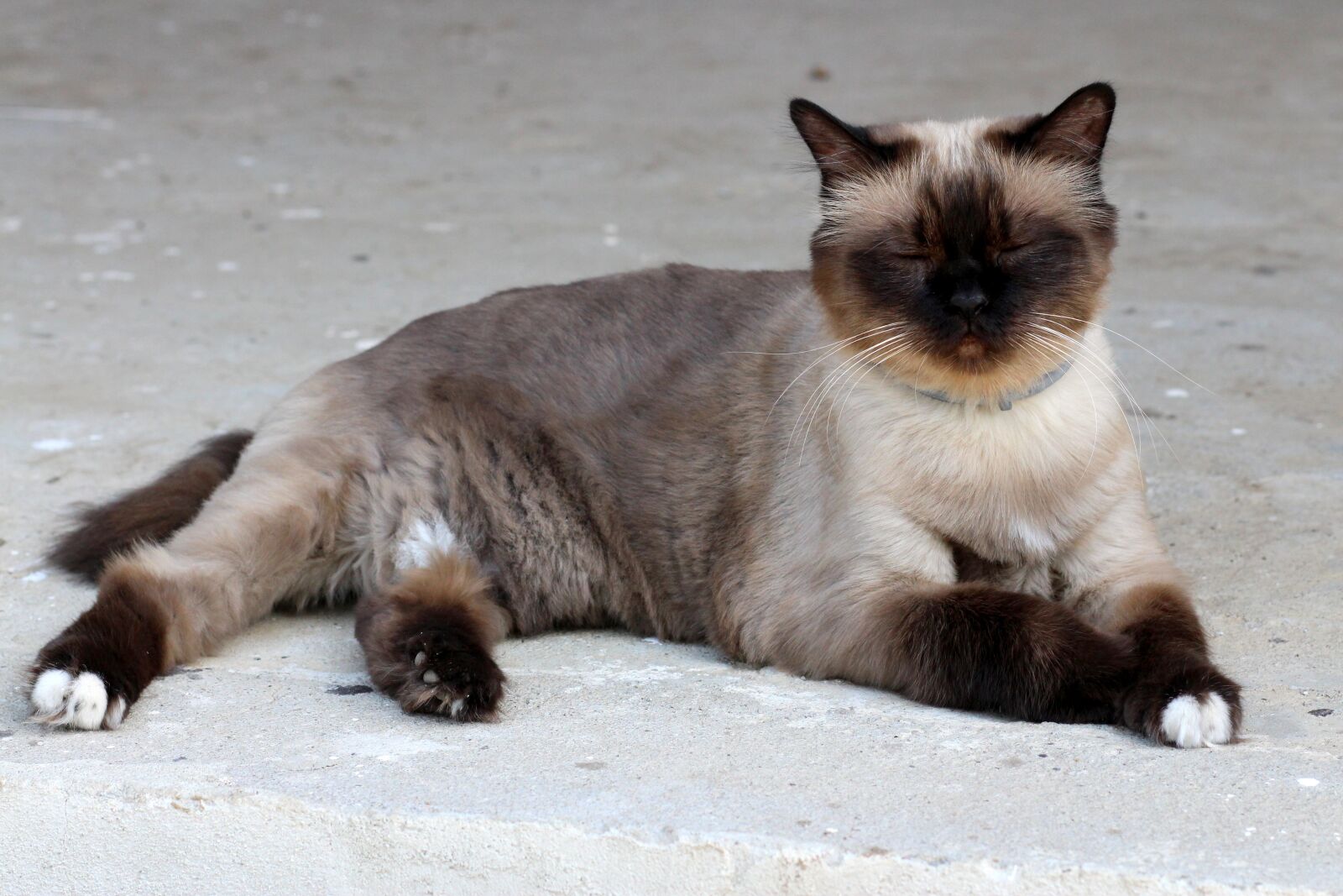 Canon EOS 700D (EOS Rebel T5i / EOS Kiss X7i) + Canon EF 85mm F1.8 USM sample photo. Cat, burmese, tired photography