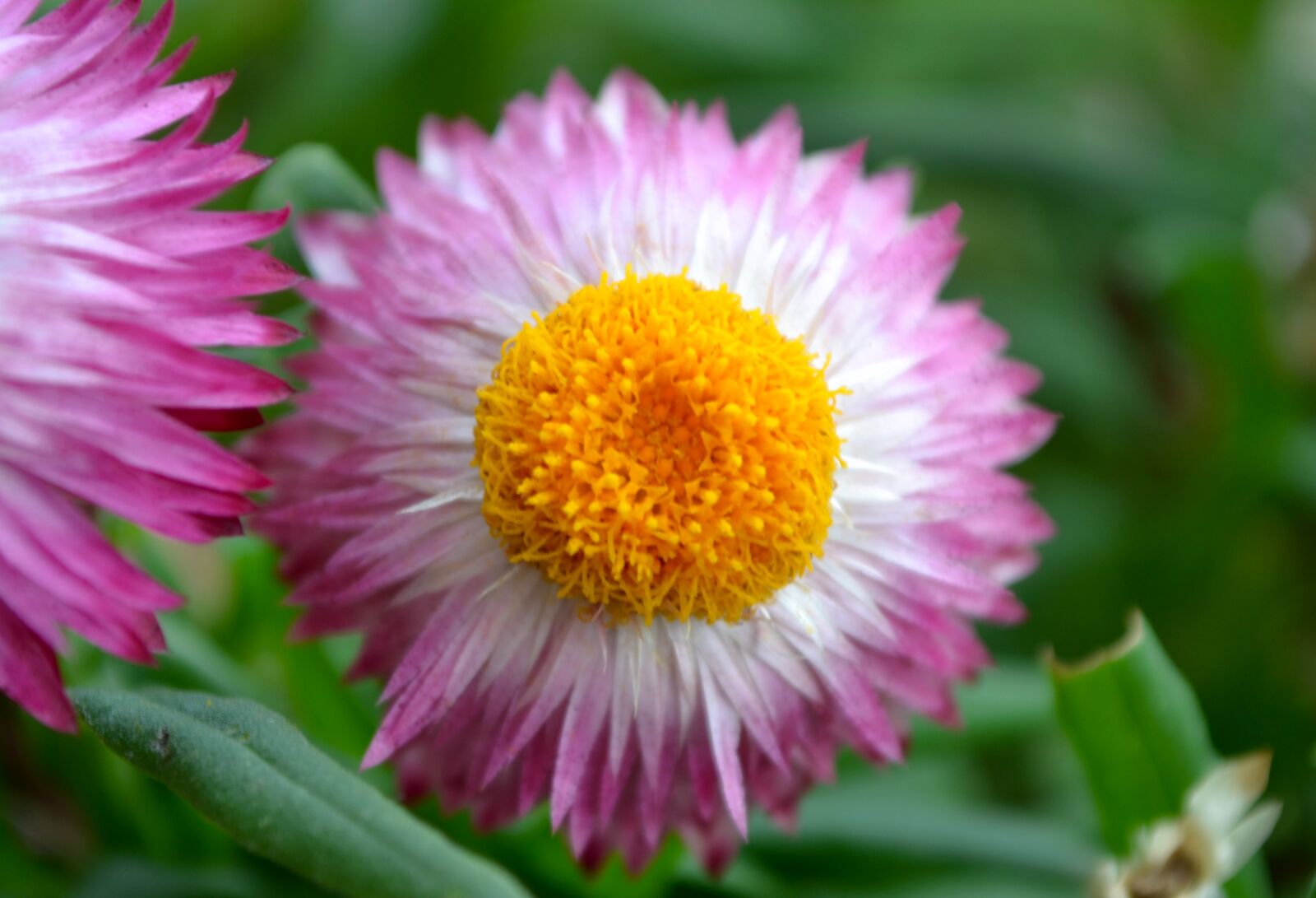 Nikon D3100 sample photo. Flower, nature, theme, symmetry photography