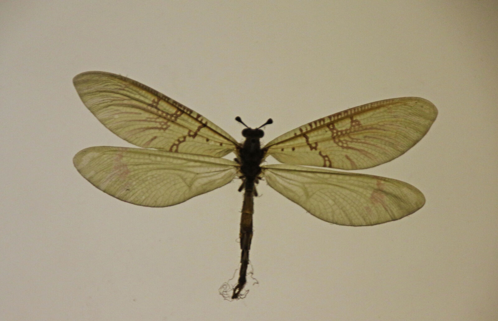 Canon EOS 7D Mark II sample photo. Animal, delicate, dragonfly, fly photography
