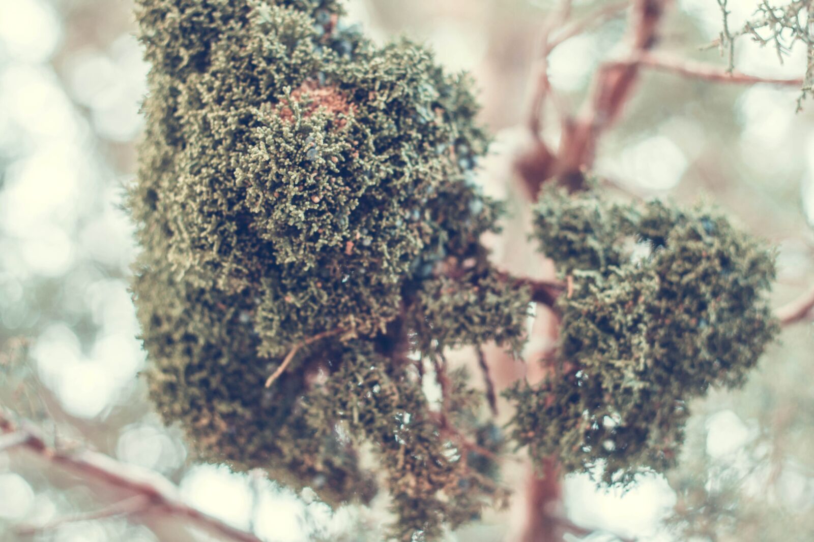 Canon EOS 50D sample photo. Tree, moss, nature, flora photography