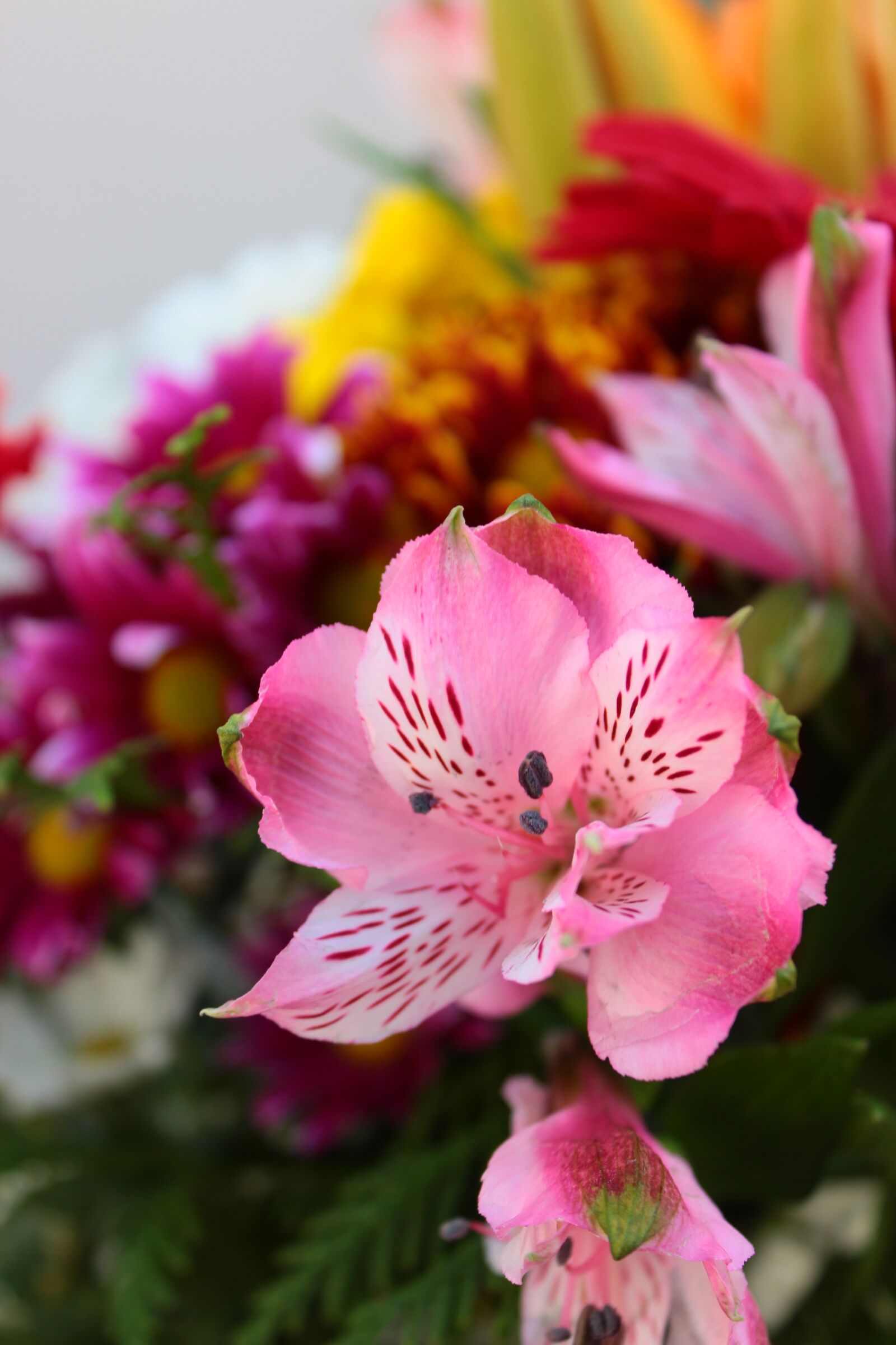 Canon EOS 600D (Rebel EOS T3i / EOS Kiss X5) sample photo. Flower, bouquet, flowers photography