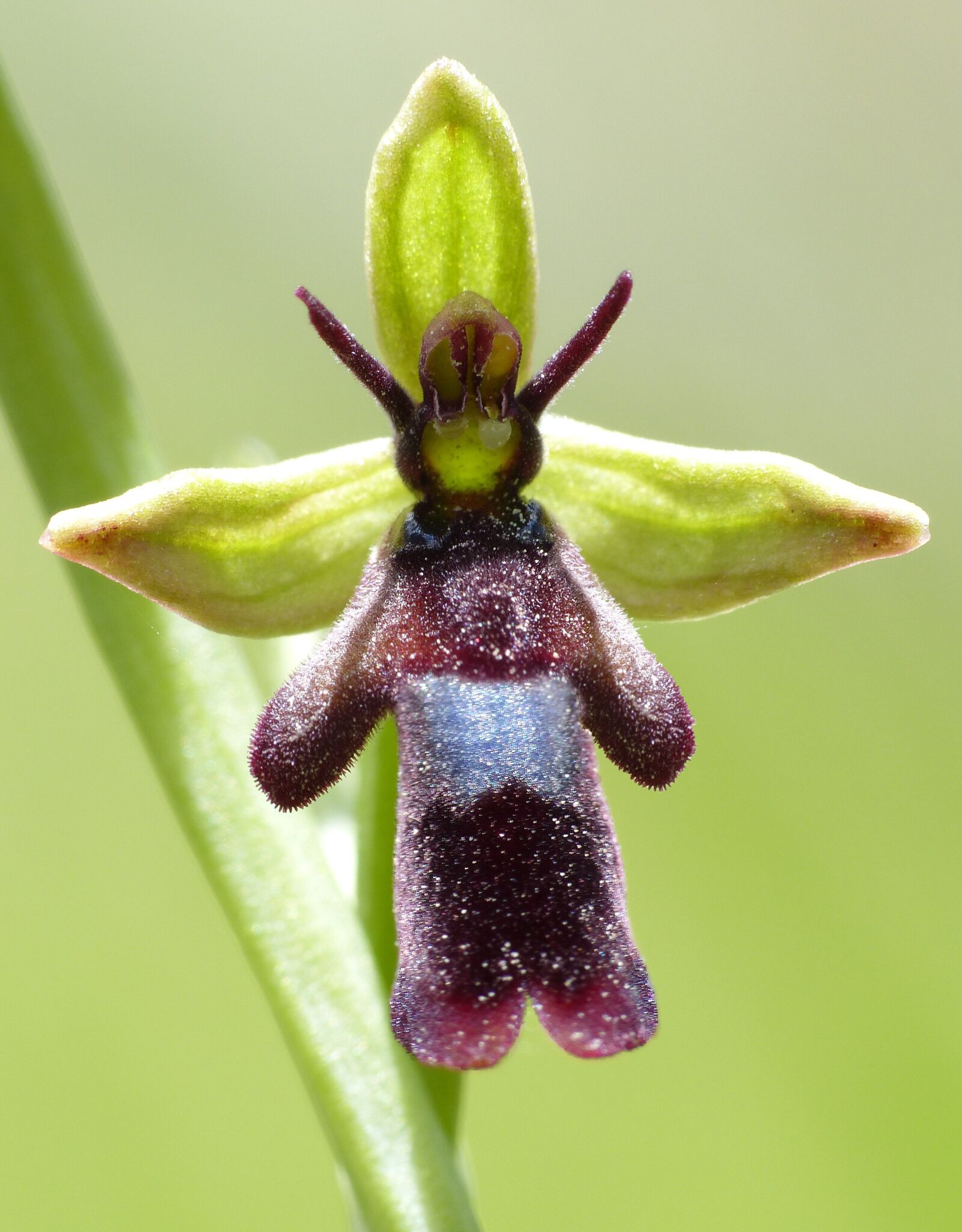 Panasonic Lumix DMC-FZ200 sample photo. Wild flower, orchid, ragwurz photography