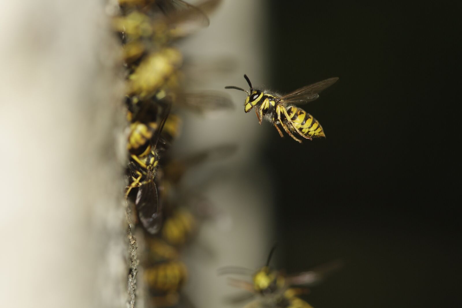 Canon EOS 450D (EOS Rebel XSi / EOS Kiss X2) sample photo. The hive, compound, wing photography