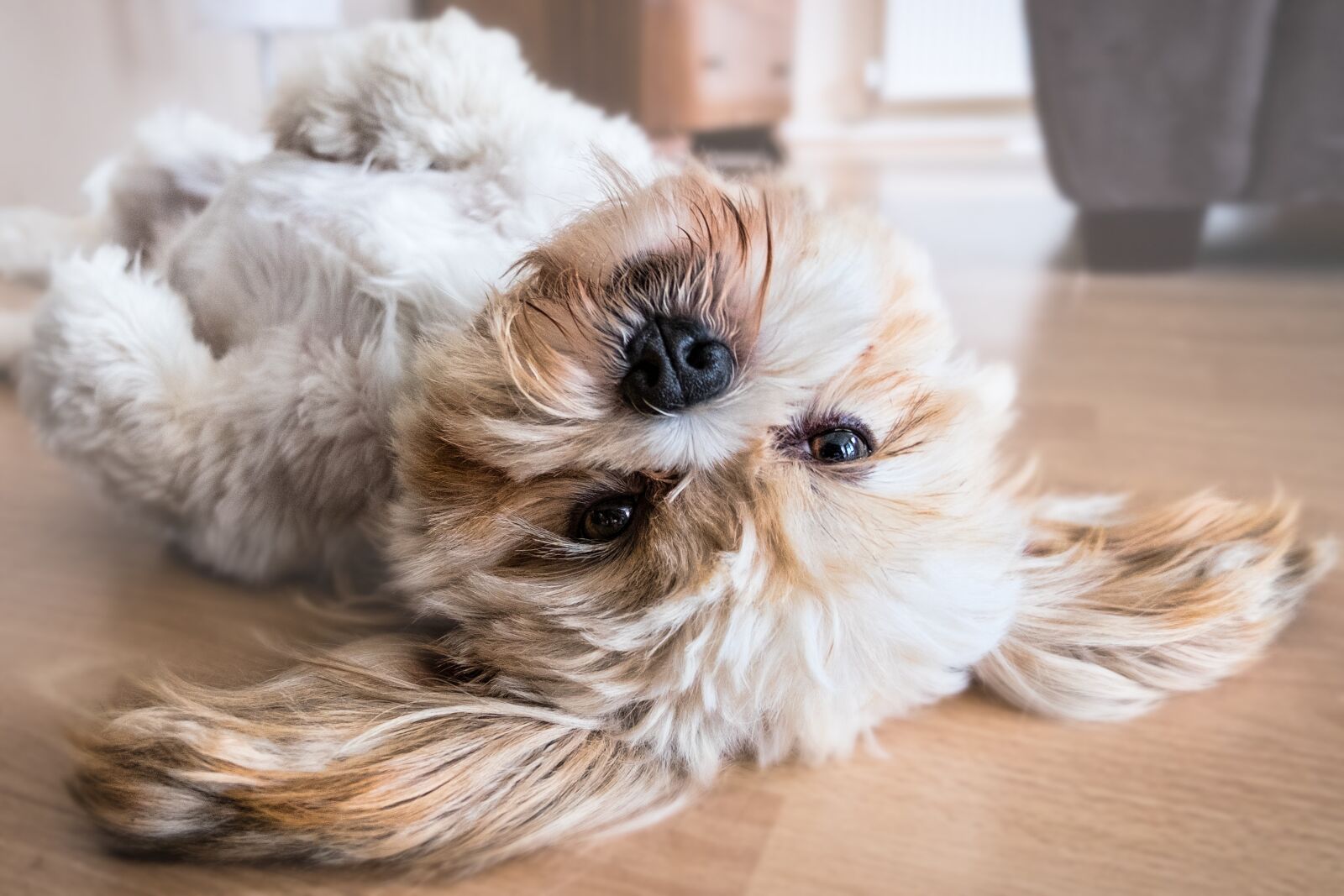 Fujifilm XC 16-50mm F3.5-5.6 OIS II sample photo. Dog, lhasa apso, canine photography