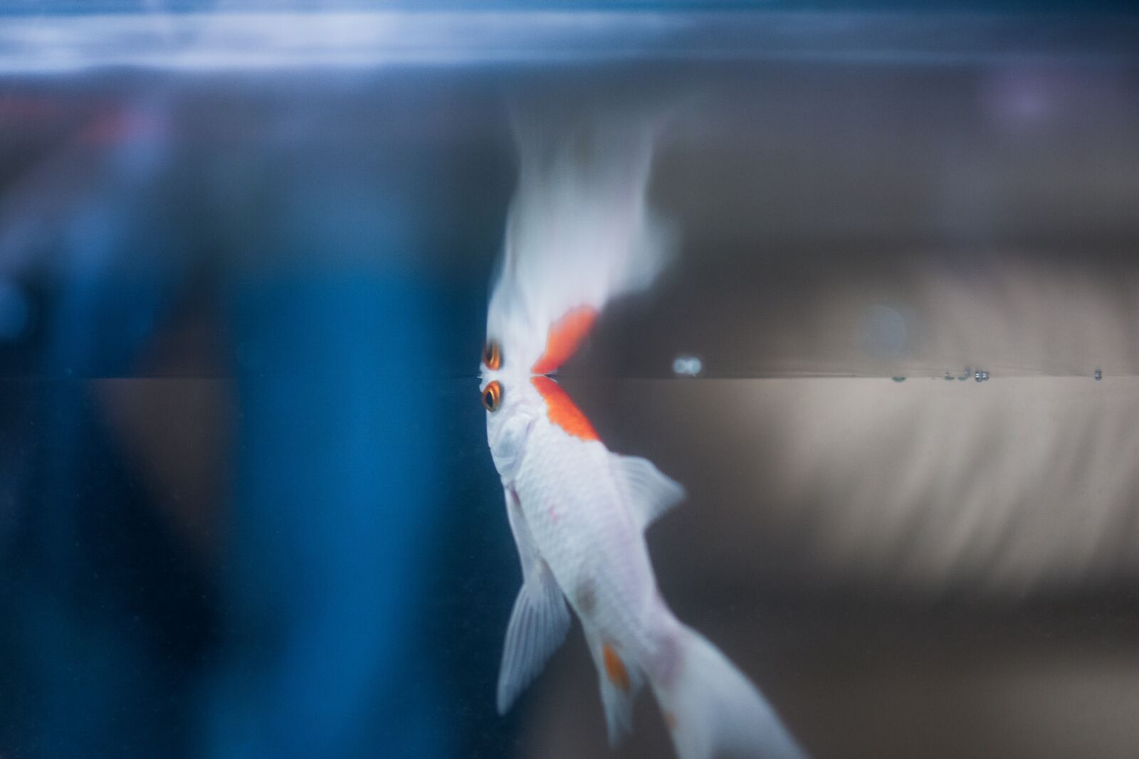 Nikon D7100 sample photo. Fish, aquarium, underwater photography