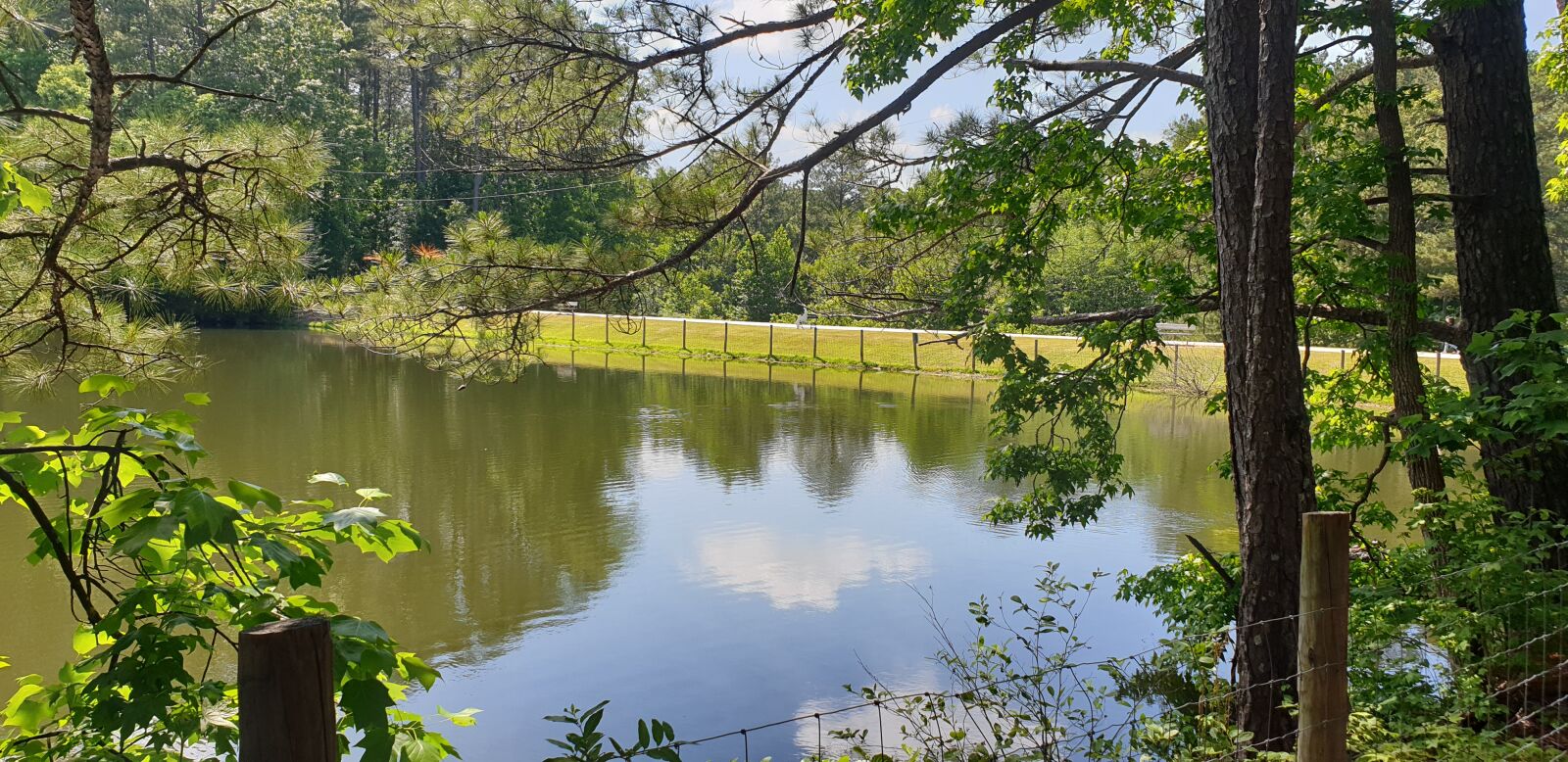 Samsung Galaxy Note9 sample photo. Sky, pine, nature photography