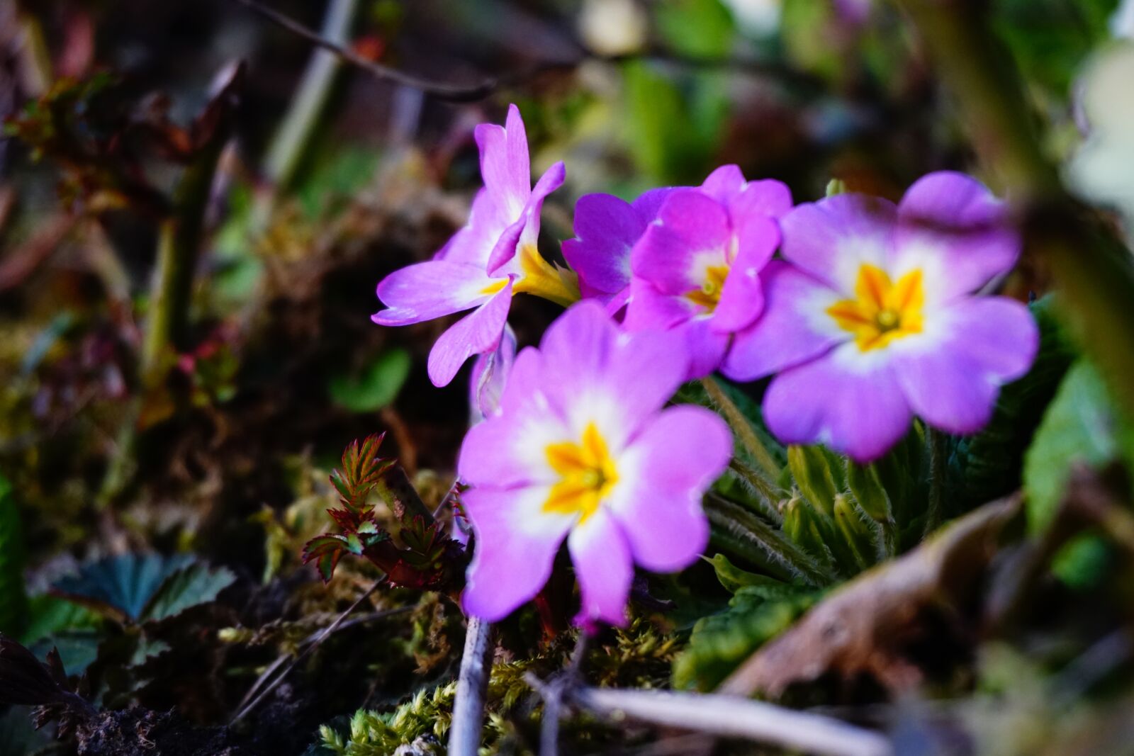 Sony E 16-50mm F3.5-5.6 PZ OSS sample photo. Flowers, nature, flora photography