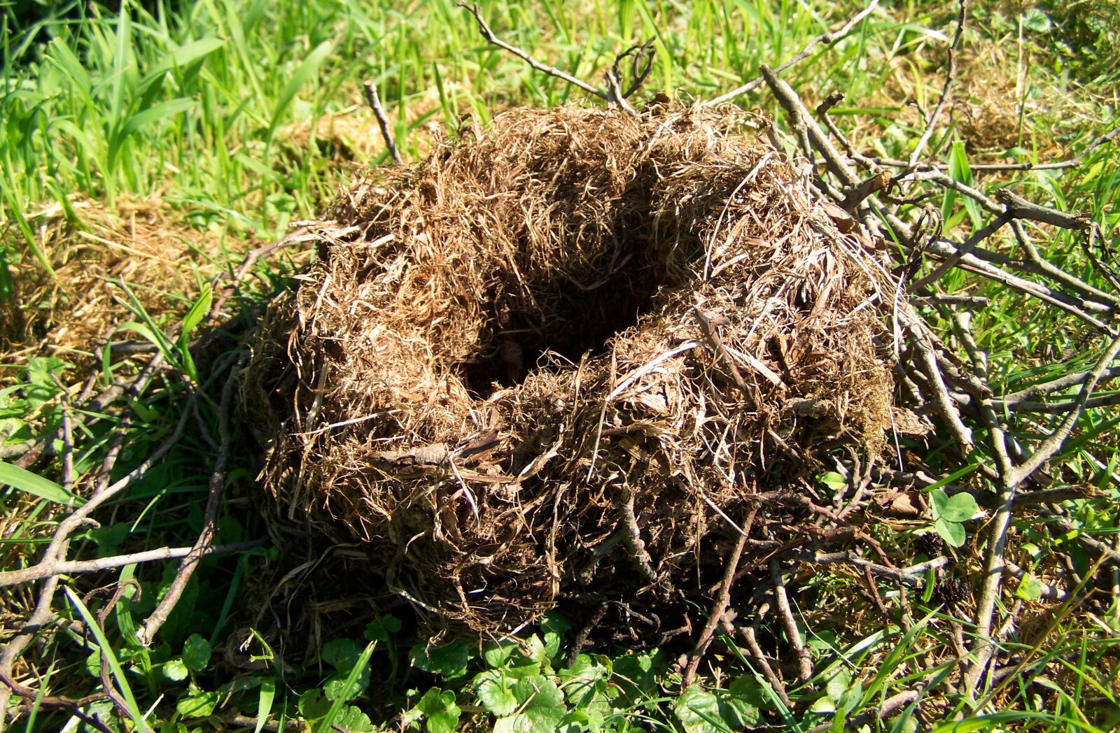 Kodak EASYSHARE ZD710 ZOOM DIGITAL CAMERA sample photo. Nest, animal structure, nature photography