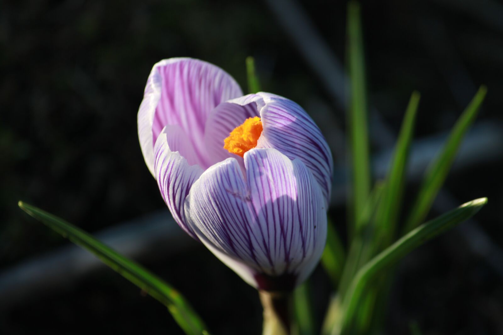 Canon EOS 500D (EOS Rebel T1i / EOS Kiss X3) sample photo. Crocus in bloom, flower photography