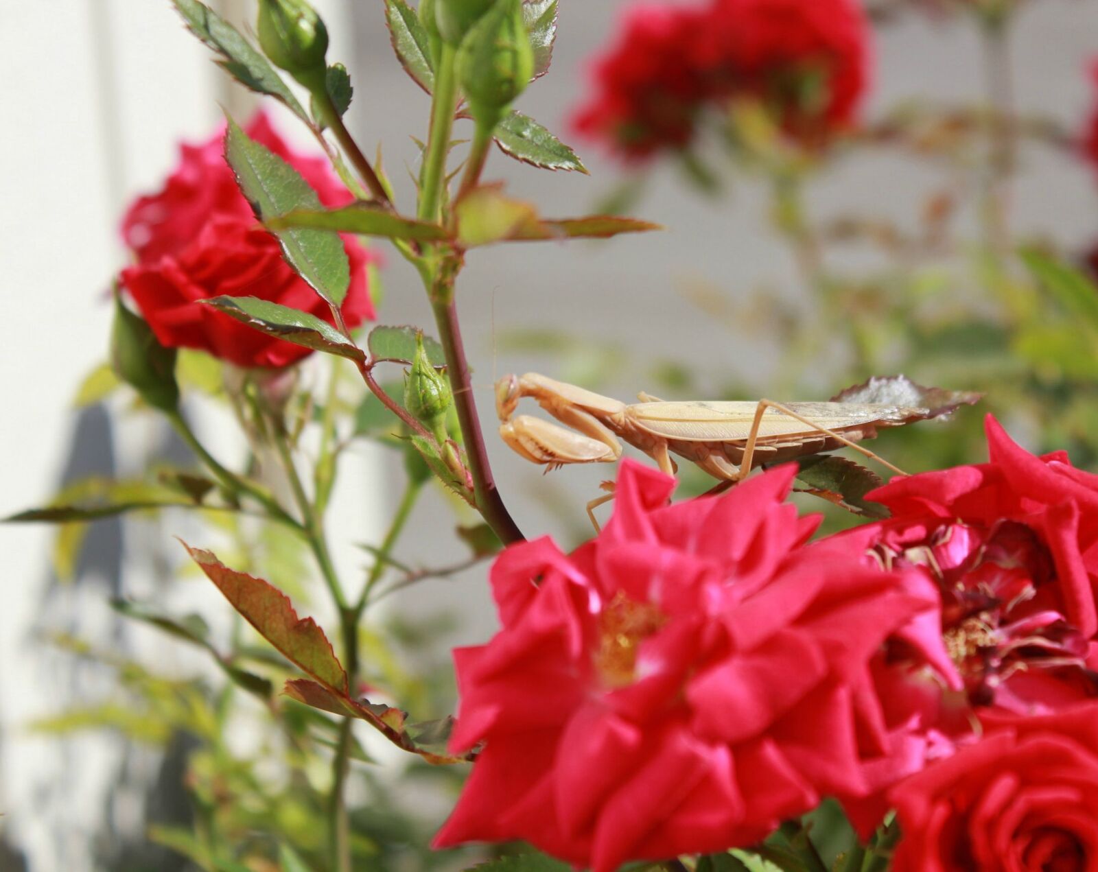 Canon EOS 550D (EOS Rebel T2i / EOS Kiss X4) sample photo. Praying mantis, macro, insect photography