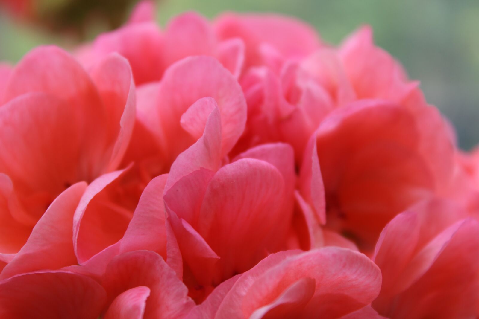 Canon EOS 1300D (EOS Rebel T6 / EOS Kiss X80) sample photo. Flower, love, pink flower photography