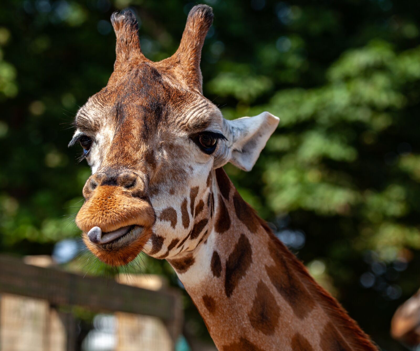 150-600mm F5-6.3 DG OS HSM | Contemporary 015 sample photo. Rothschild giraffe, giraffe, long photography