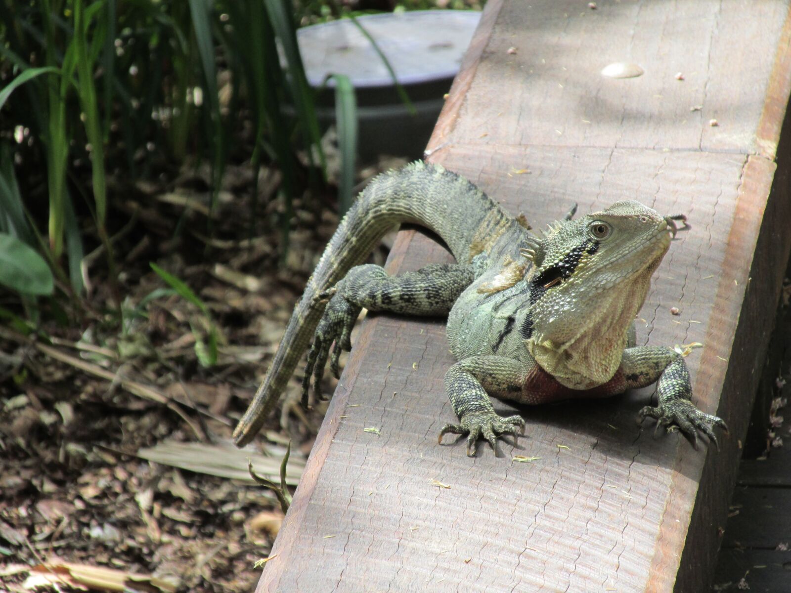 Canon PowerShot SX160 IS sample photo. Lizard, relax, forest photography