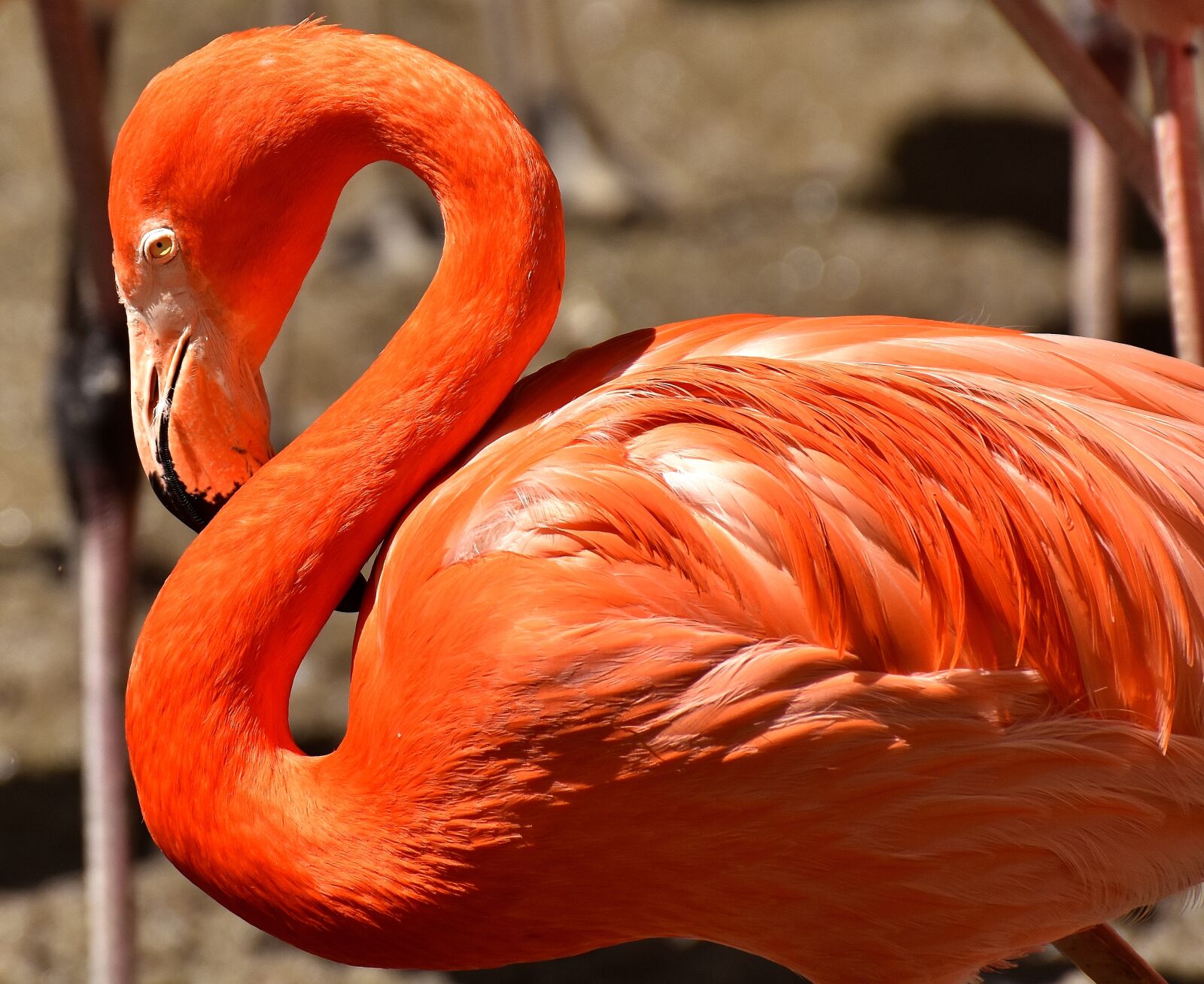 Nikon D7200 sample photo. Flamingo, bird, colorful photography