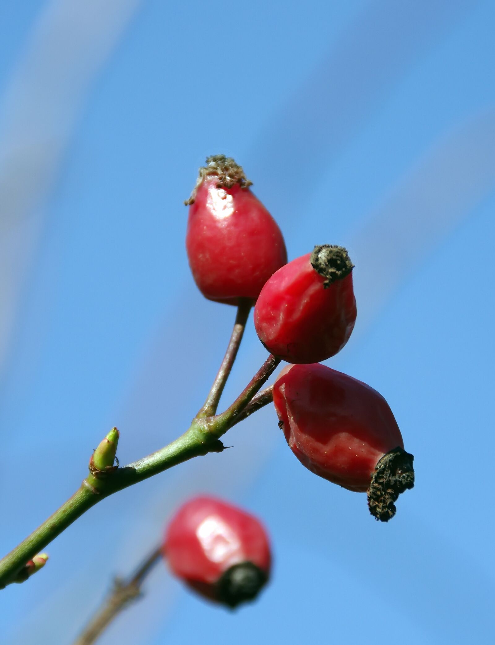 Pentax K-5 sample photo. Rosebush, rose hips, red photography